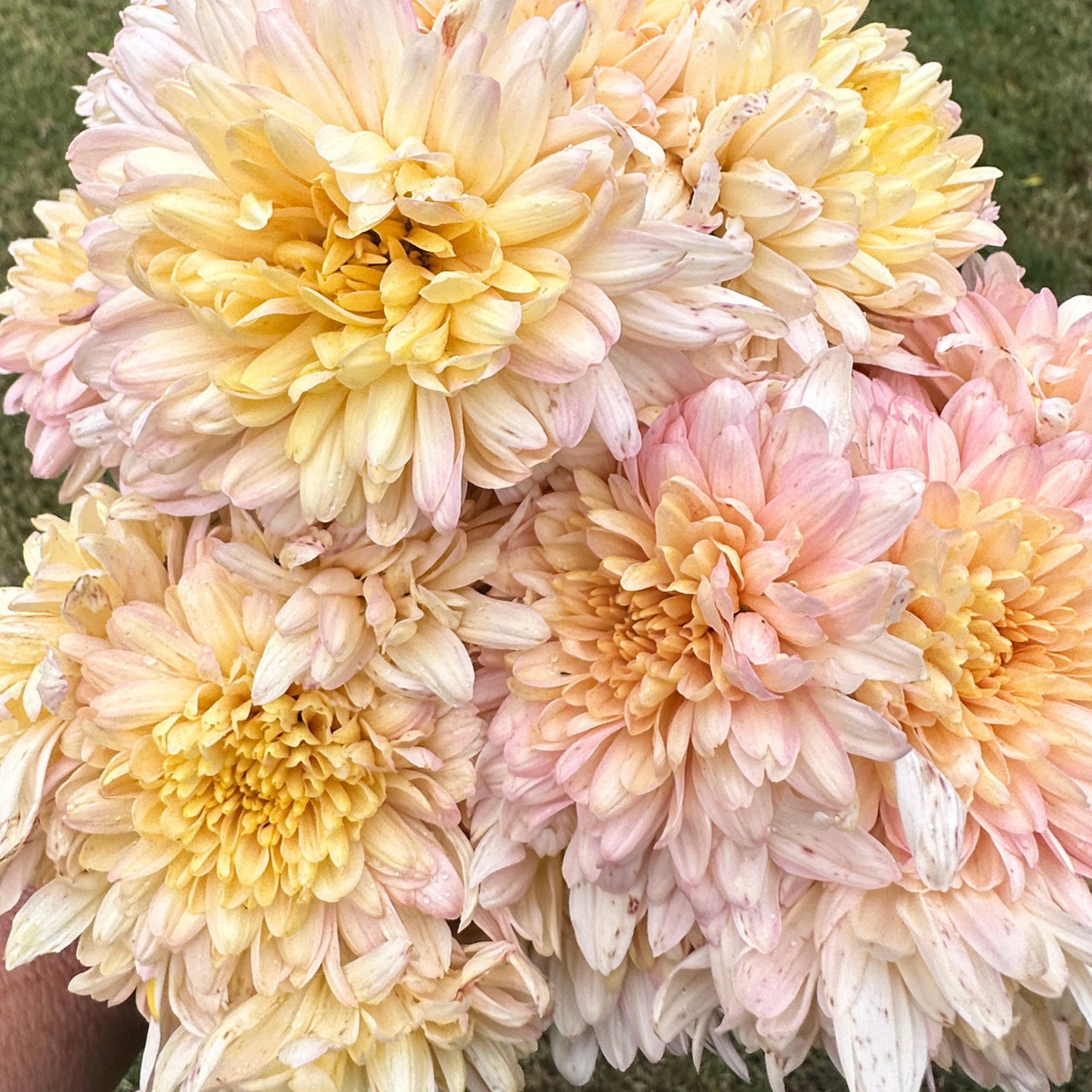Mila Heirloom Chrysanthemum | South Africa - Love Dahlias - south - africa - flower - bulbs