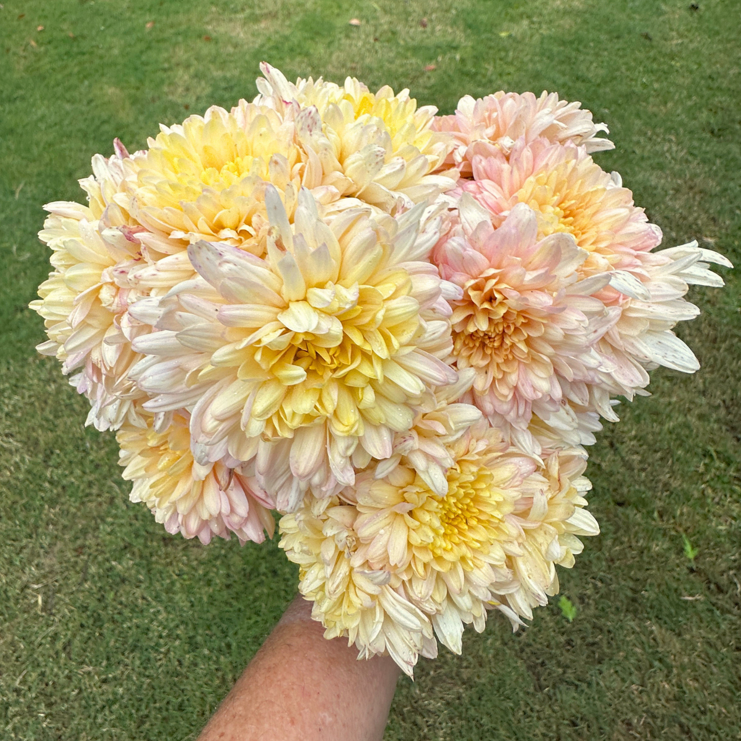 Mila Heirloom Chrysanthemum | South Africa - Love Dahlias - south - africa - flower - bulbs