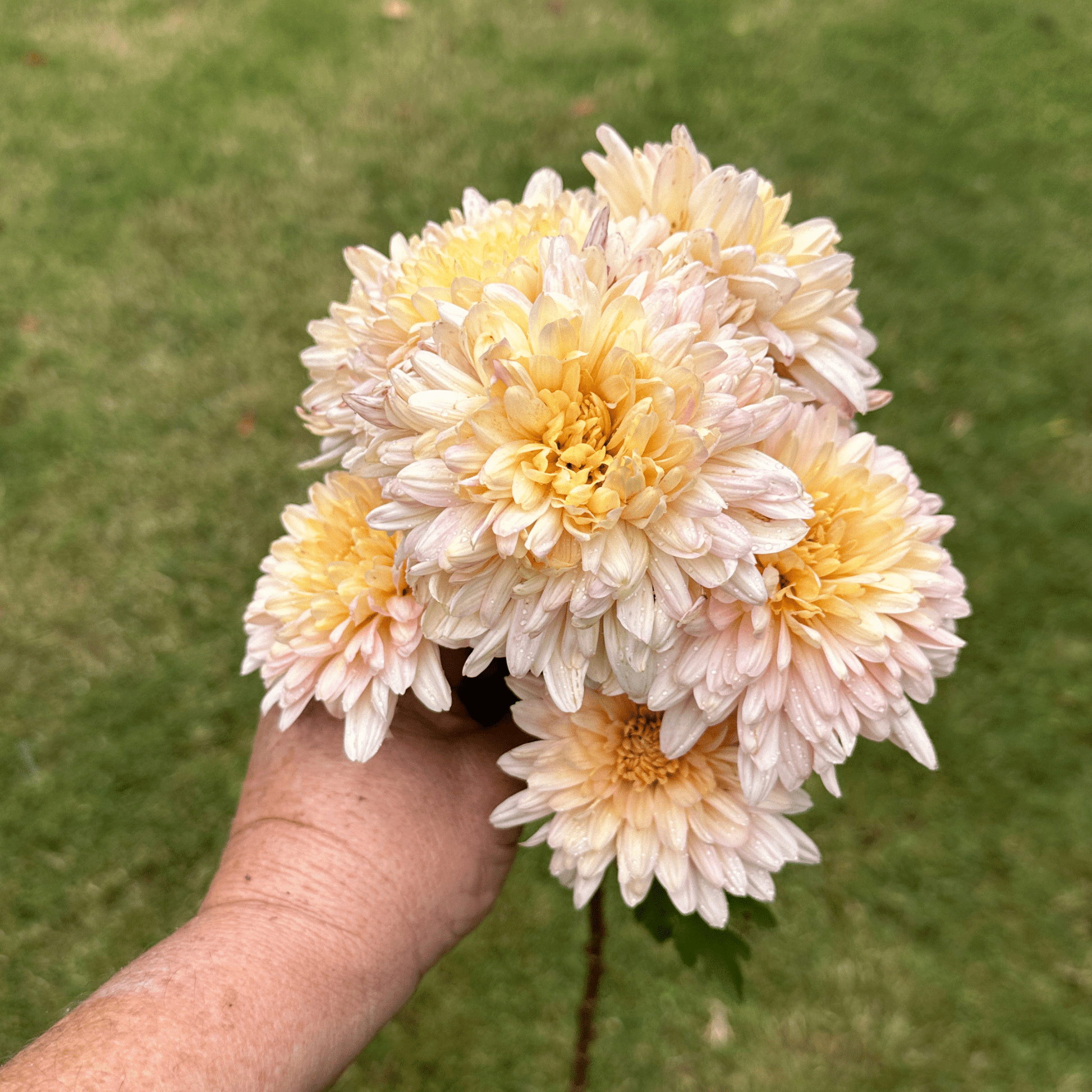 Mila Heirloom Chrysanthemum | South Africa - Love Dahlias - south - africa - flower - bulbs