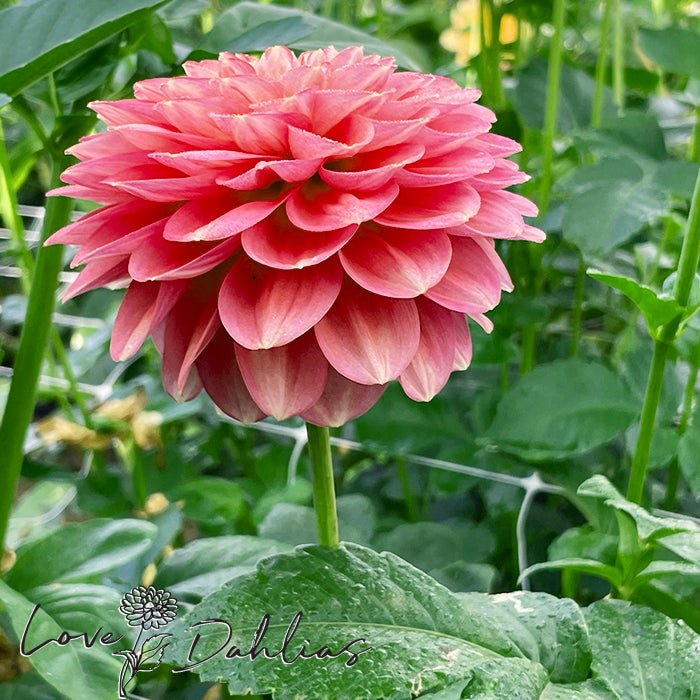 Milena Fleur Dahlia Tuber - Love Dahlias - south - africa - flower - bulbs