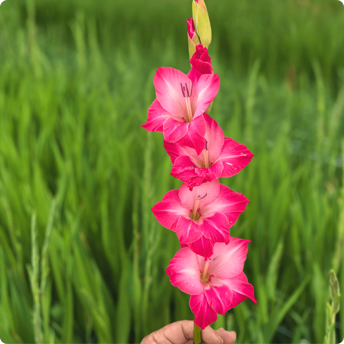 Milkshake Gladiolus Corms (Pack of 10) Sword Lily - Love Dahlias - south - africa - flower - bulbs