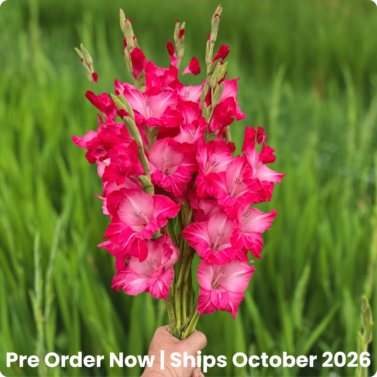 Milkshake Gladiolus Corms (Pack of 10) Sword Lily - Love Dahlias - south - africa - flower - bulbs