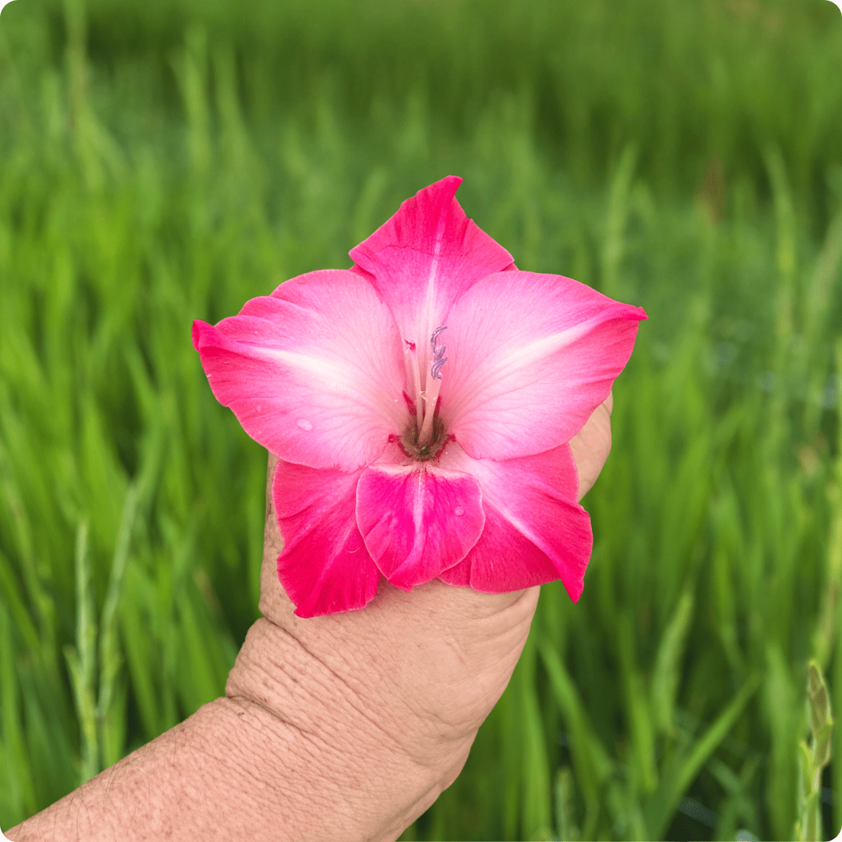 Milkshake Gladiolus Corms (Pack of 10) Sword Lily - Love Dahlias - south - africa - flower - bulbs