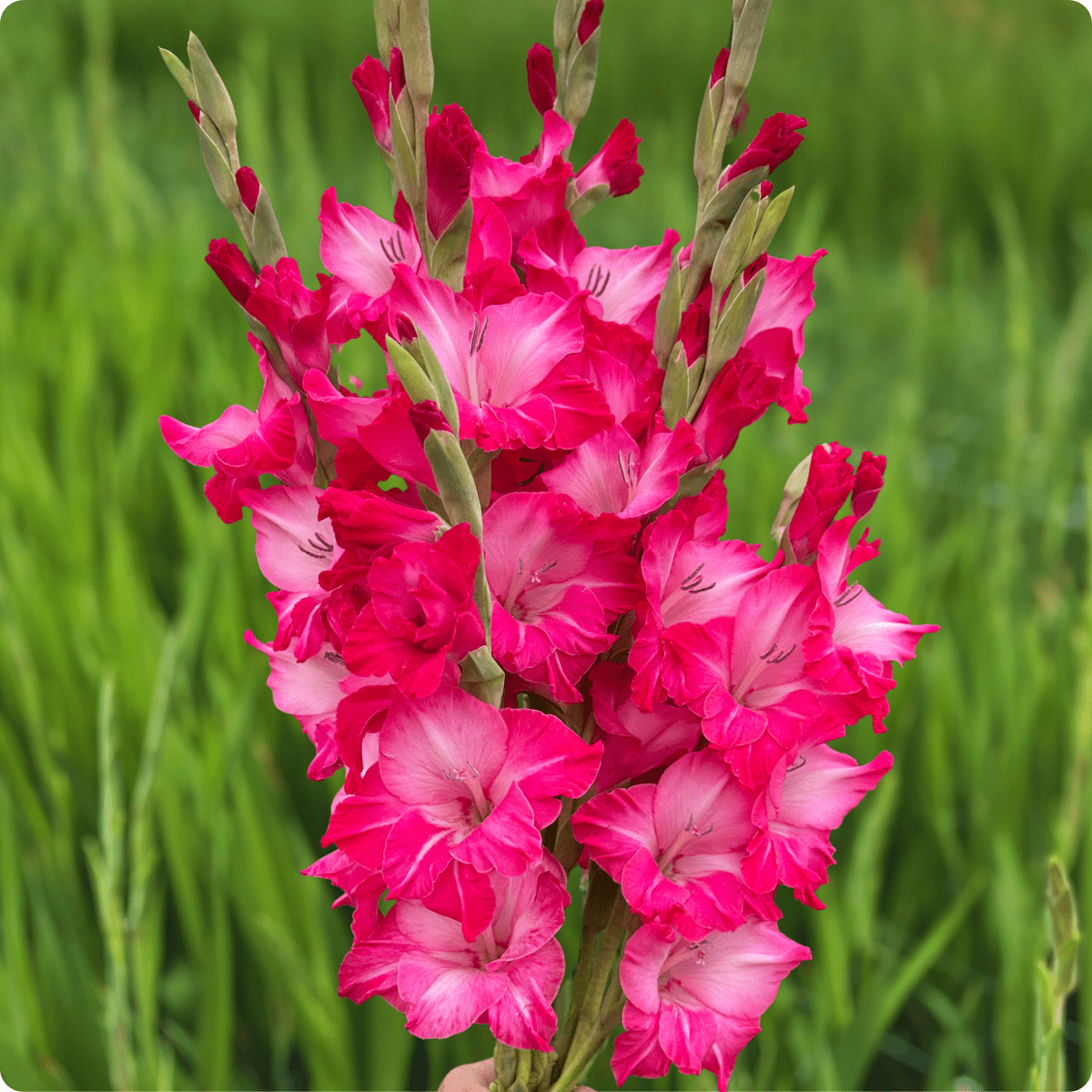 Milkshake Gladiolus (Pack of 10) Sword Lily - Love Dahlias - south - africa - flower - bulbs