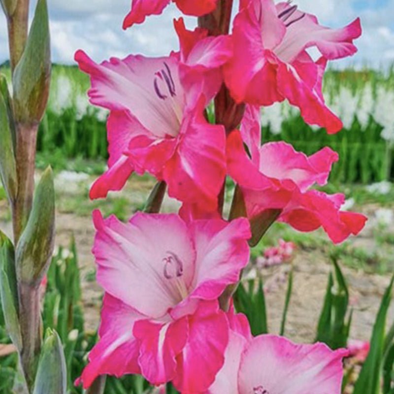 Milkshake Gladiolus (Pack of 12) Sword Lily - Love Dahlias - south - africa - flower - bulbs