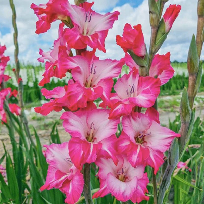 Milkshake Gladiolus (Pack of 12) Sword Lily - Love Dahlias - south - africa - flower - bulbs