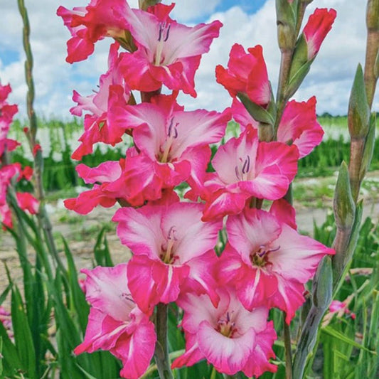 Milkshake Gladiolus (Pack of 12) Sword Lily - Love Dahlias - south - africa - flower - bulbs
