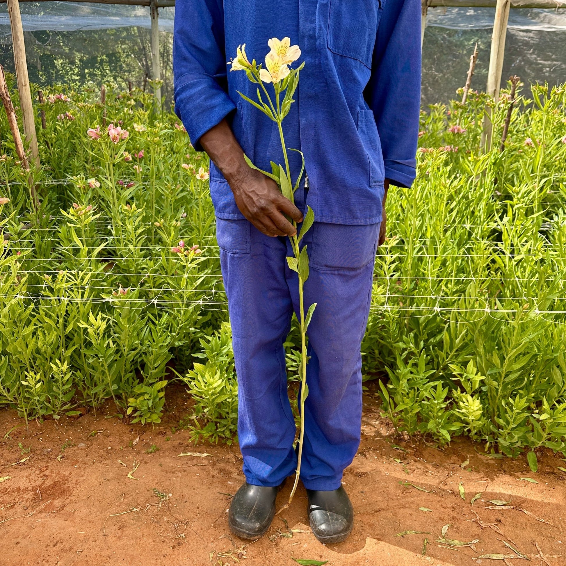 Milkybar Alstroemeria Plant (Inca Lily) - Love Dahlias - south - africa - flower - bulbs