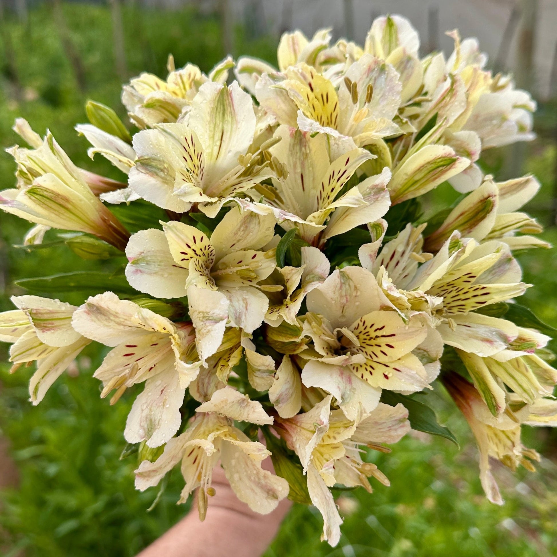 Milkybar Alstroemeria Plant (Inca Lily) - Love Dahlias - south - africa - flower - bulbs