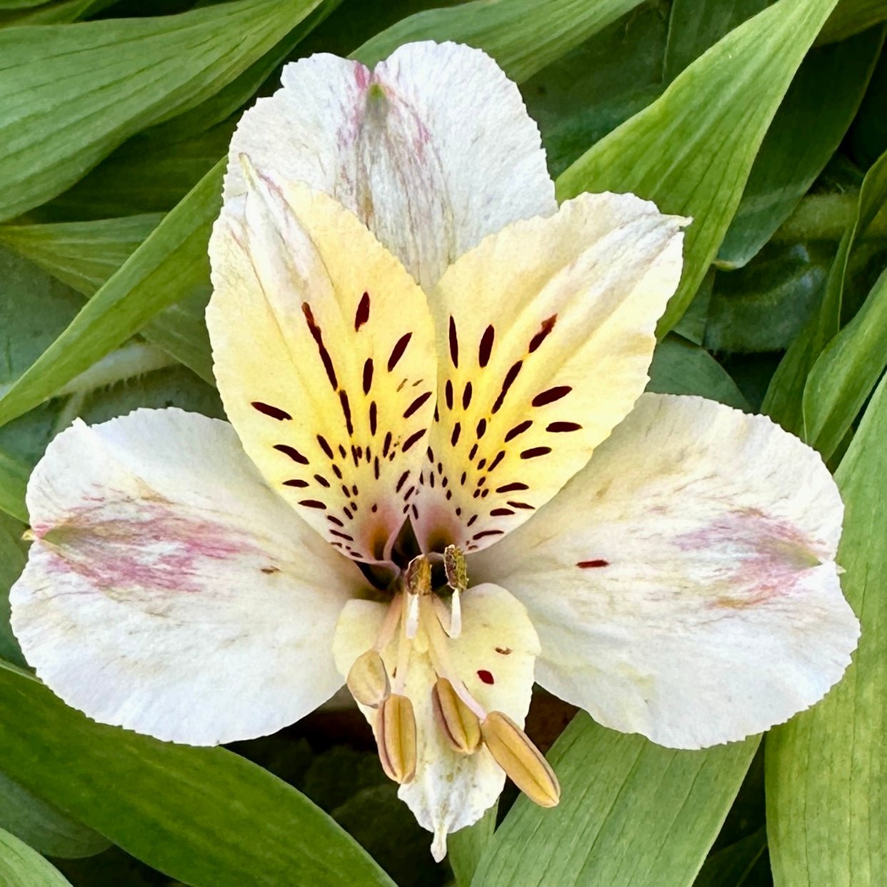 Milkybar Alstroemeria Plant (Inca Lily) - Love Dahlias - south - africa - flower - bulbs