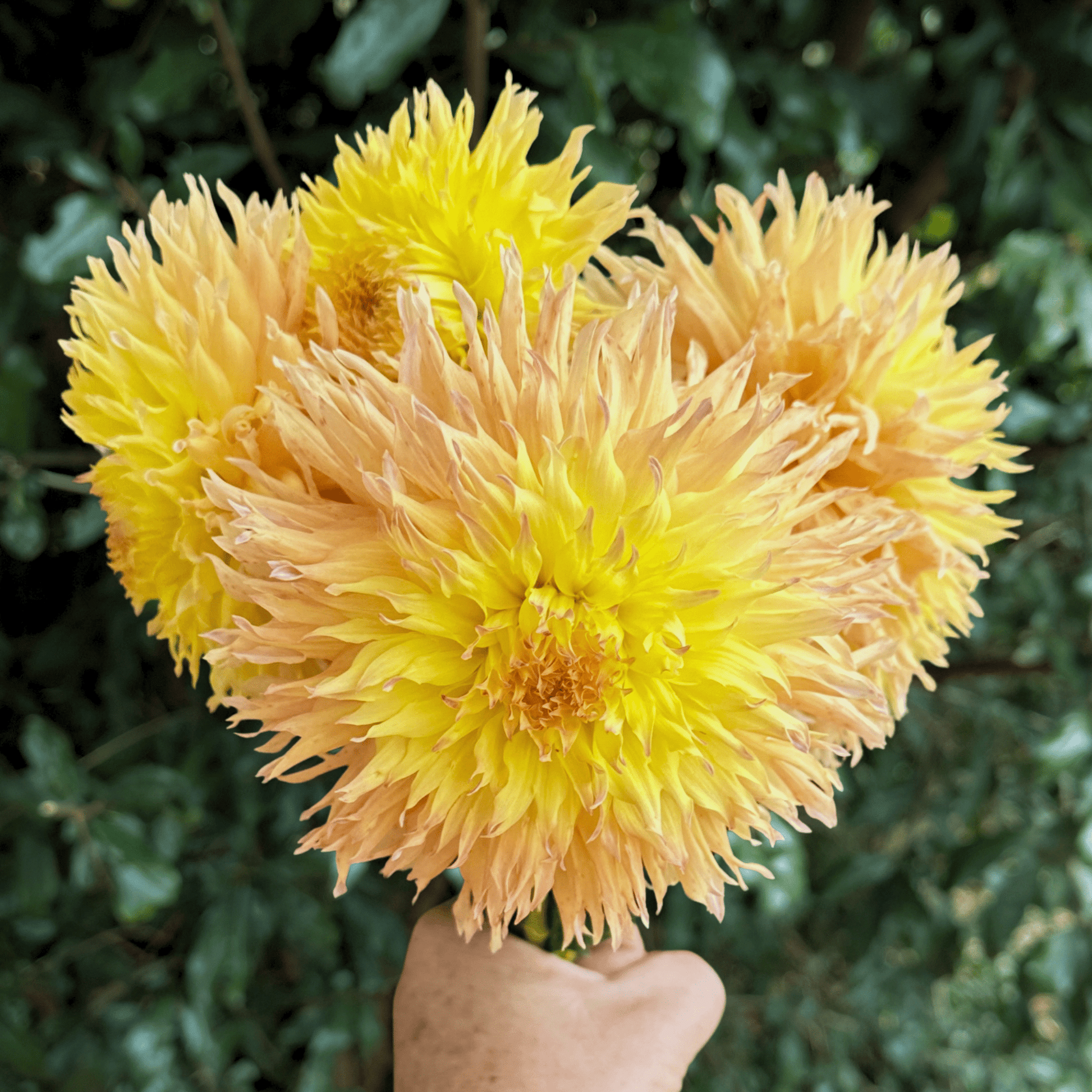 Mingus Joshua Dahlia Tuber | South Africa - Love Dahlias - south - africa - flower - bulbs