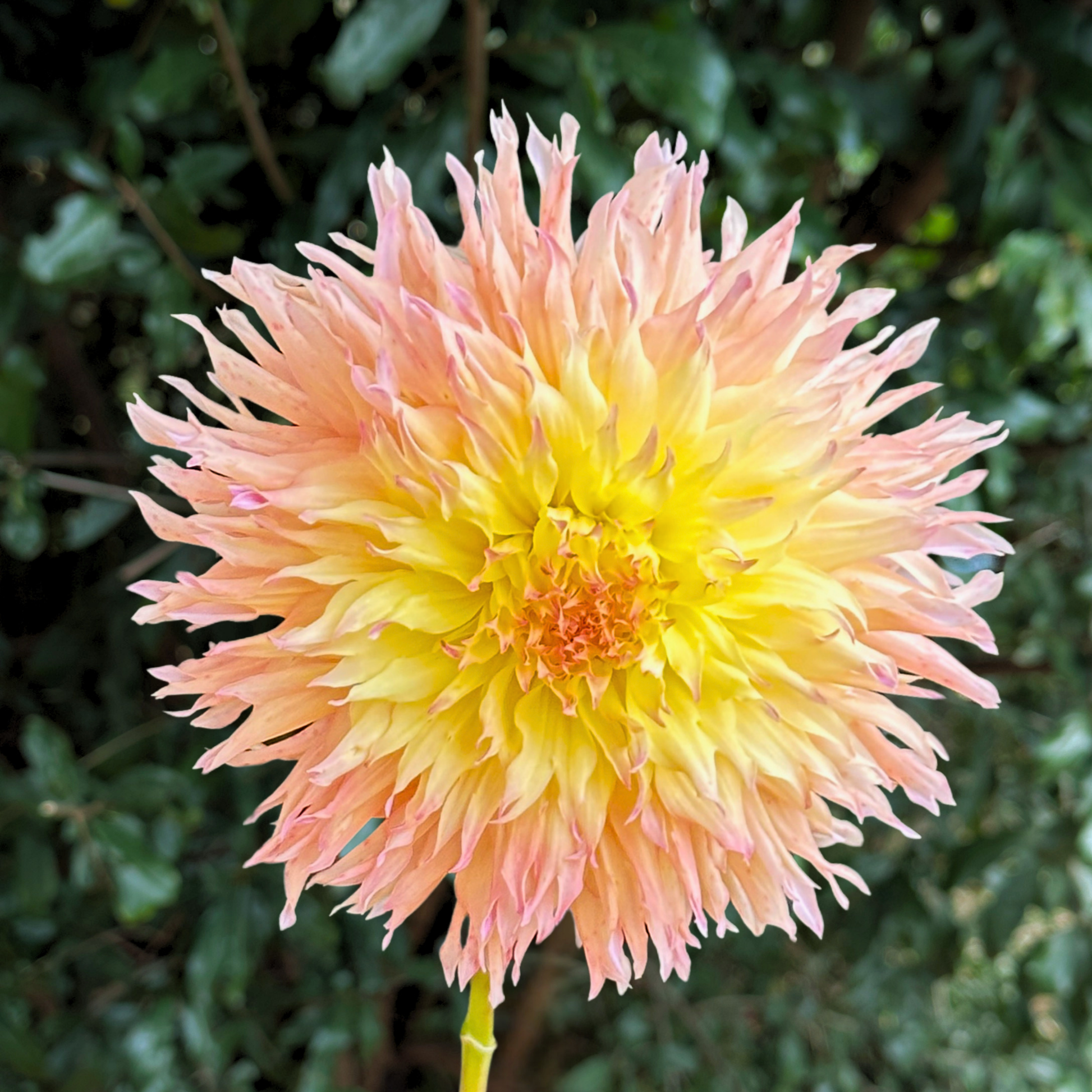 Mingus Joshua Dahlia Tuber | South Africa - Love Dahlias - south - africa - flower - bulbs