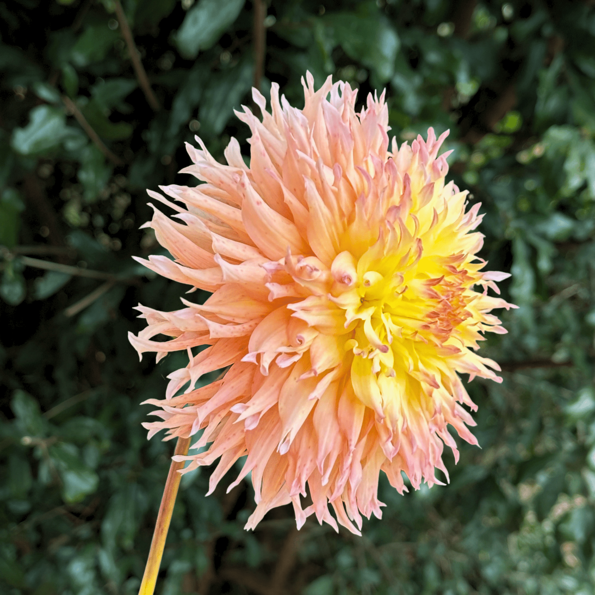 Mingus Joshua Dahlia Tuber | South Africa - Love Dahlias - south - africa - flower - bulbs