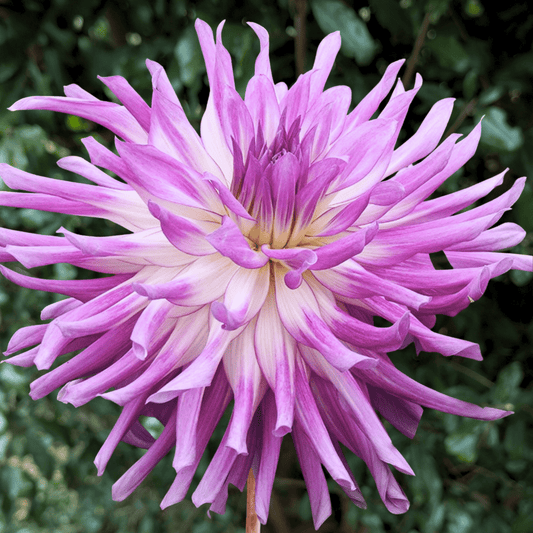 Mingus Randy Dahlia Tuber | South Africa - Love Dahlias - south - africa - flower - bulbs