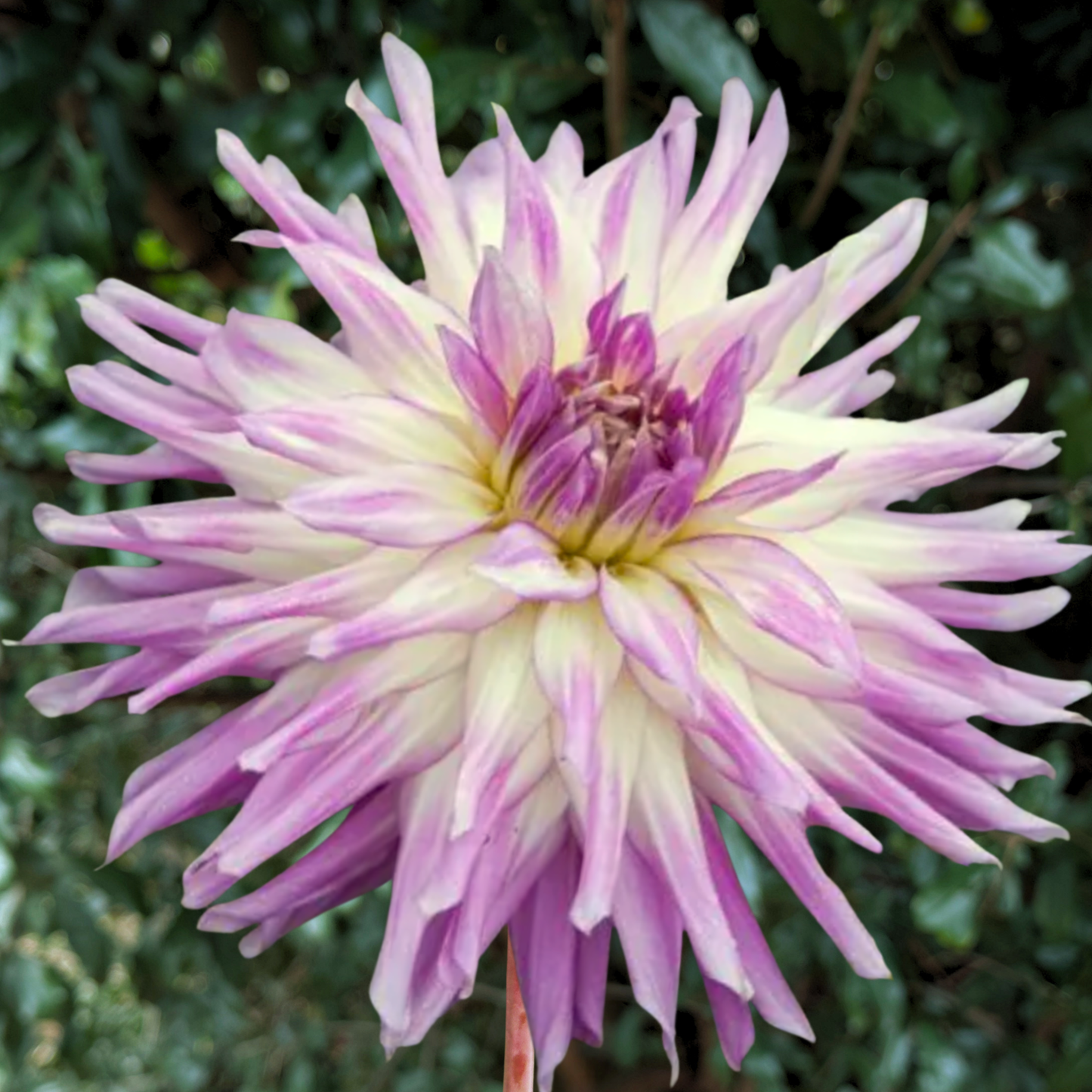Mingus Randy Dahlia Tuber | South Africa - Love Dahlias - south - africa - flower - bulbs