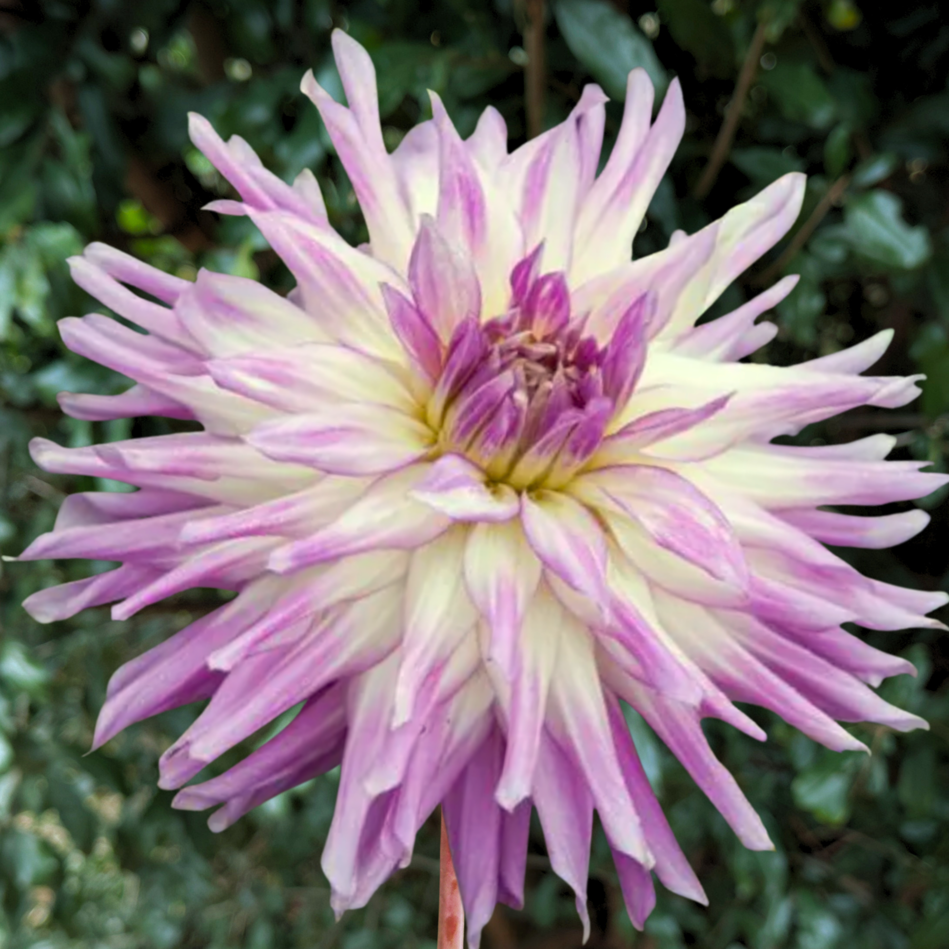 Mingus Randy Dahlia Tuber | South Africa - Love Dahlias - south - africa - flower - bulbs