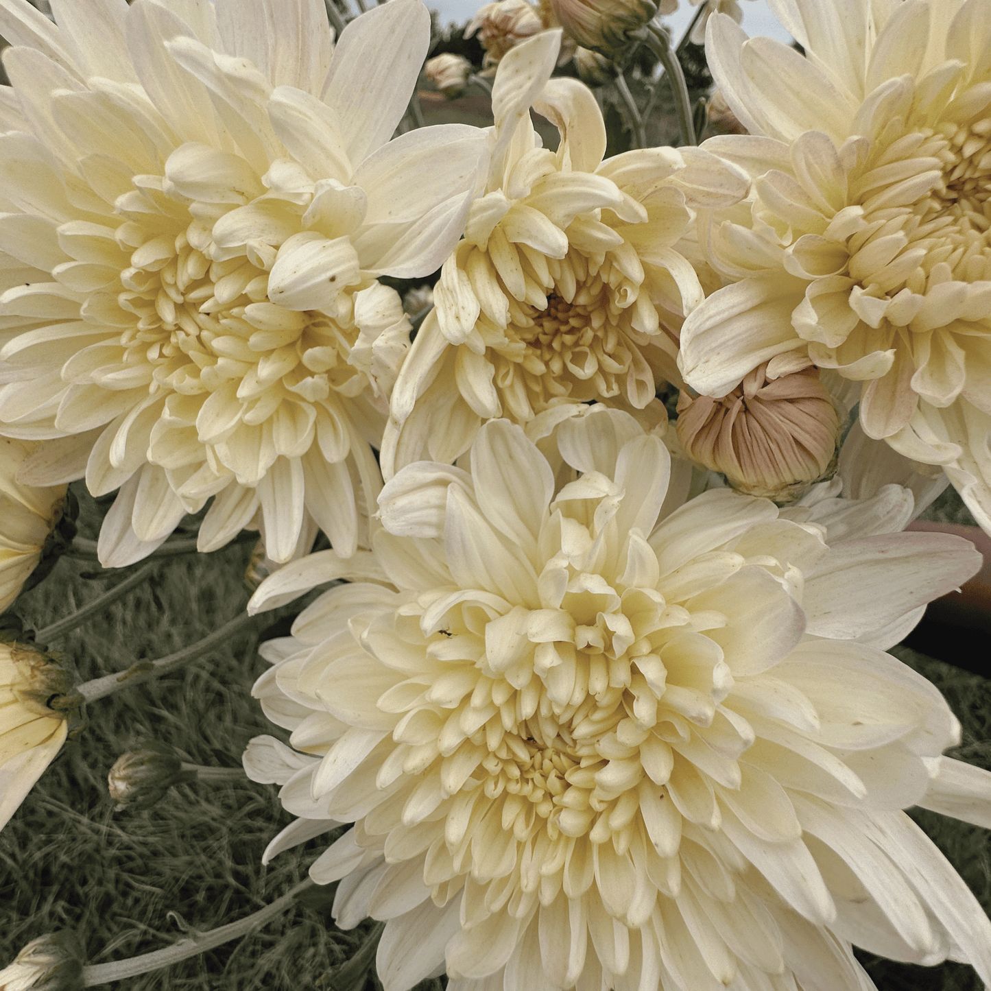 Miss Foley Heirloom Chrysanthemum | South Africa - Love Dahlias - south - africa - flower - bulbs
