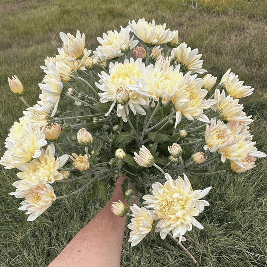 Miss Foley Heirloom Chrysanthemum | South Africa - Love Dahlias - south - africa - flower - bulbs