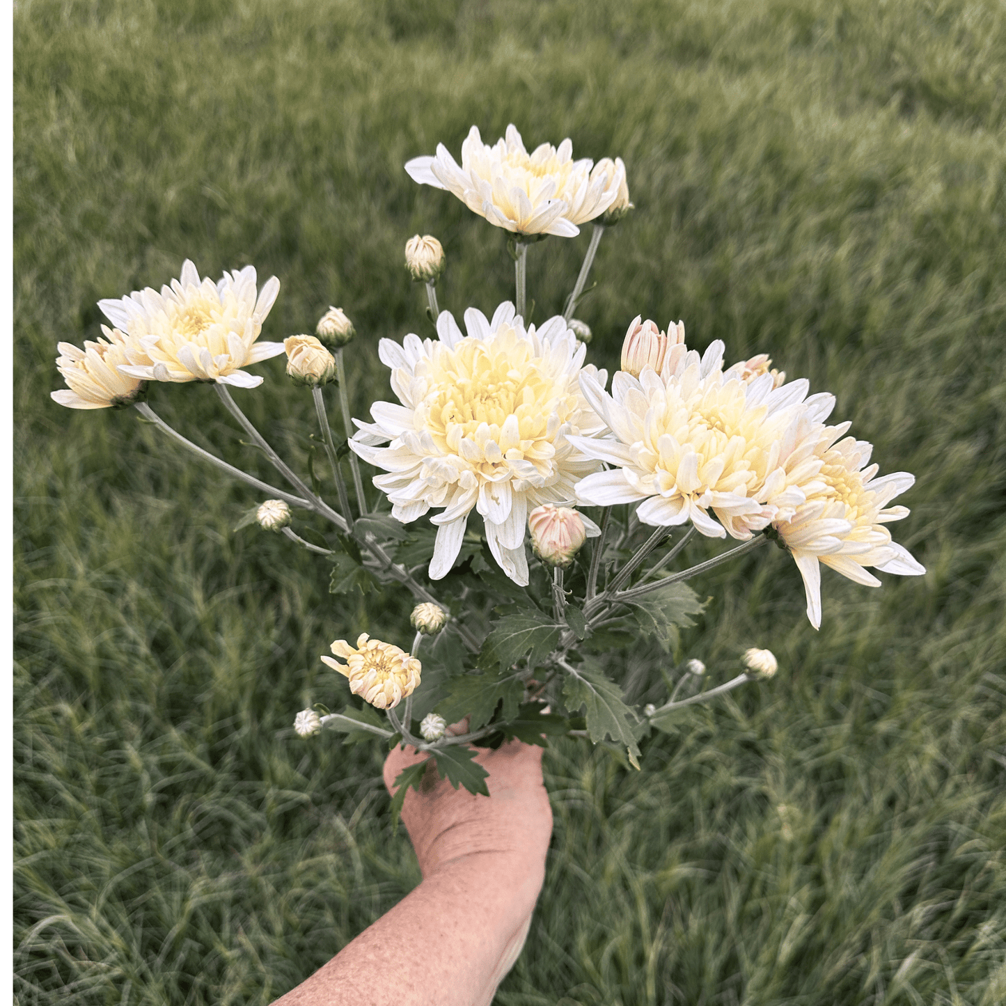 Miss Foley Heirloom Chrysanthemum | South Africa - Love Dahlias - south - africa - flower - bulbs