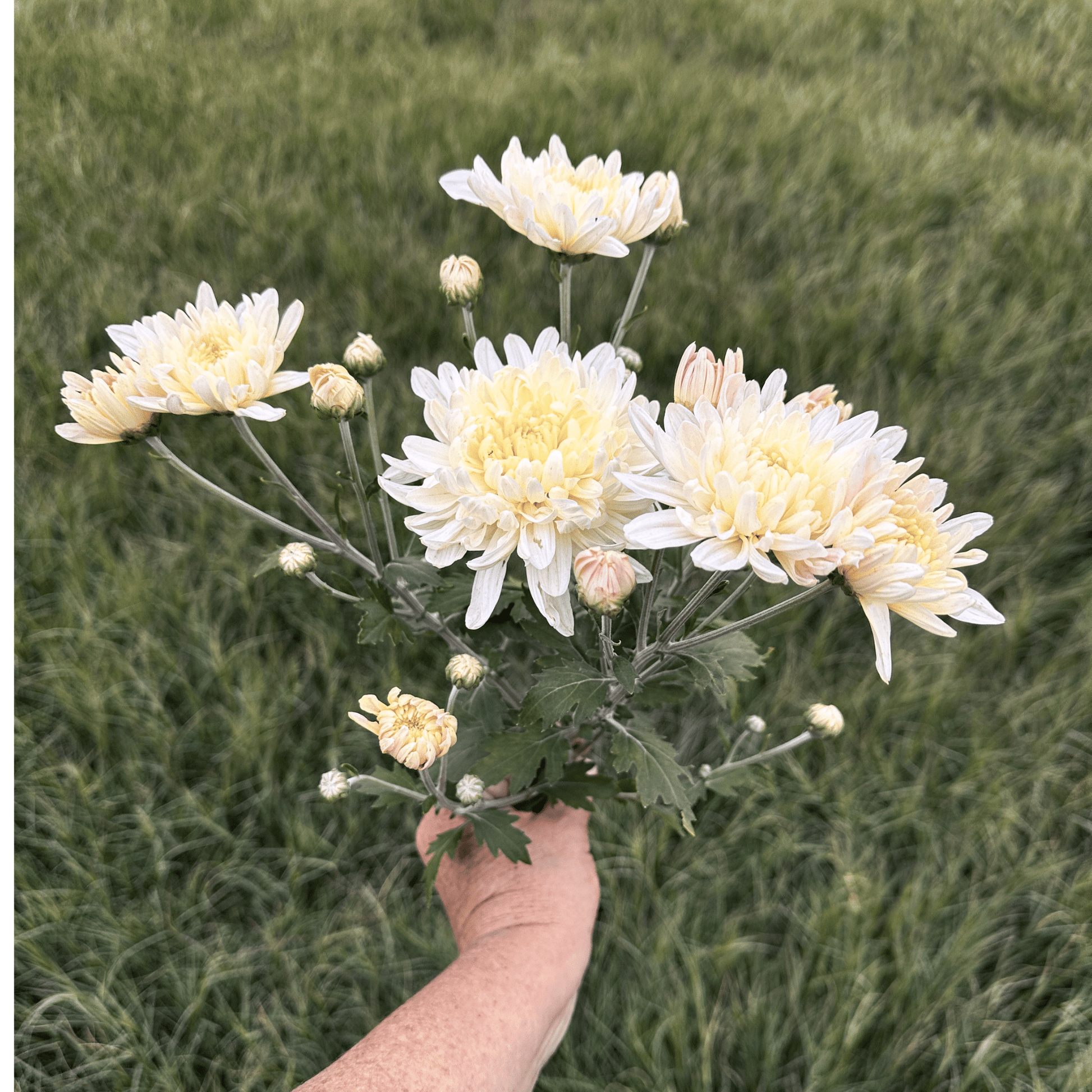 Miss Foley Heirloom Chrysanthemum | South Africa - Love Dahlias - south - africa - flower - bulbs