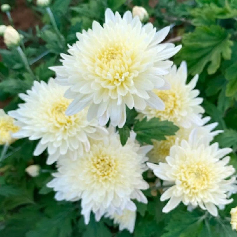 Miss Foley Heirloom Mum 4 pack - Love Dahlias - south - africa - flower - bulbs