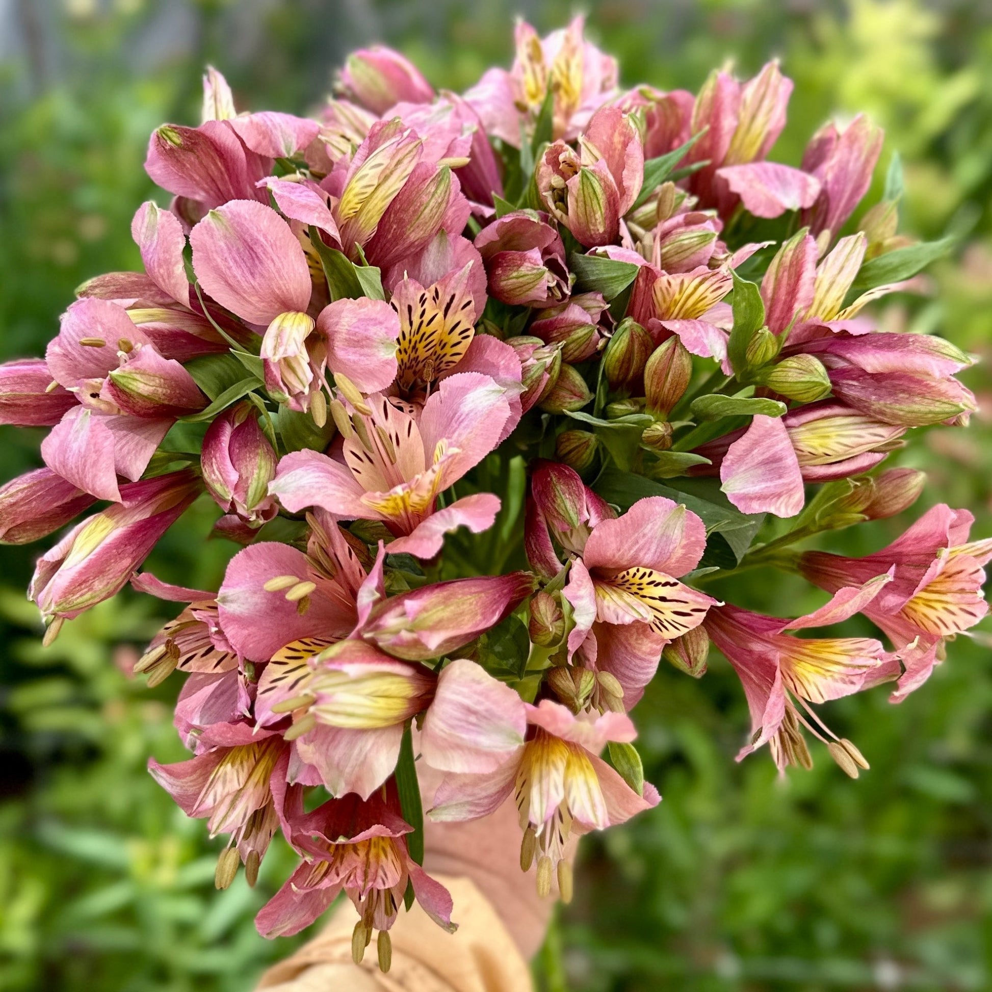 Miss Mauve Alstroemeria Plant (Inca Lily) - Love Dahlias - south - africa - flower - bulbs