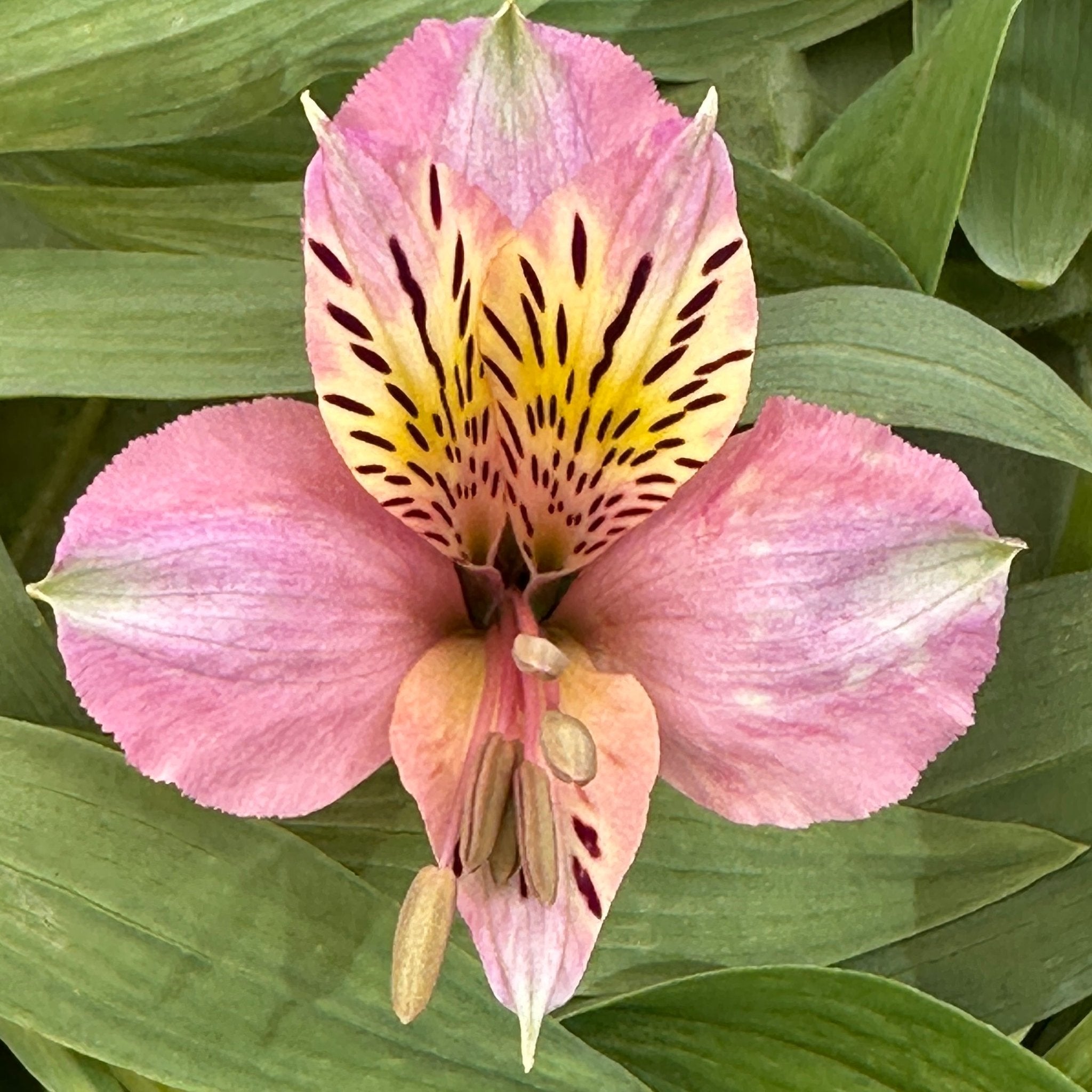 Miss Mauve Alstroemeria Plant (Inca Lily) – Love Dahlias