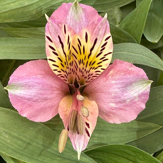 Miss Mauve Alstroemeria Plant (Inca Lily) - Love Dahlias - south - africa - flower - bulbs