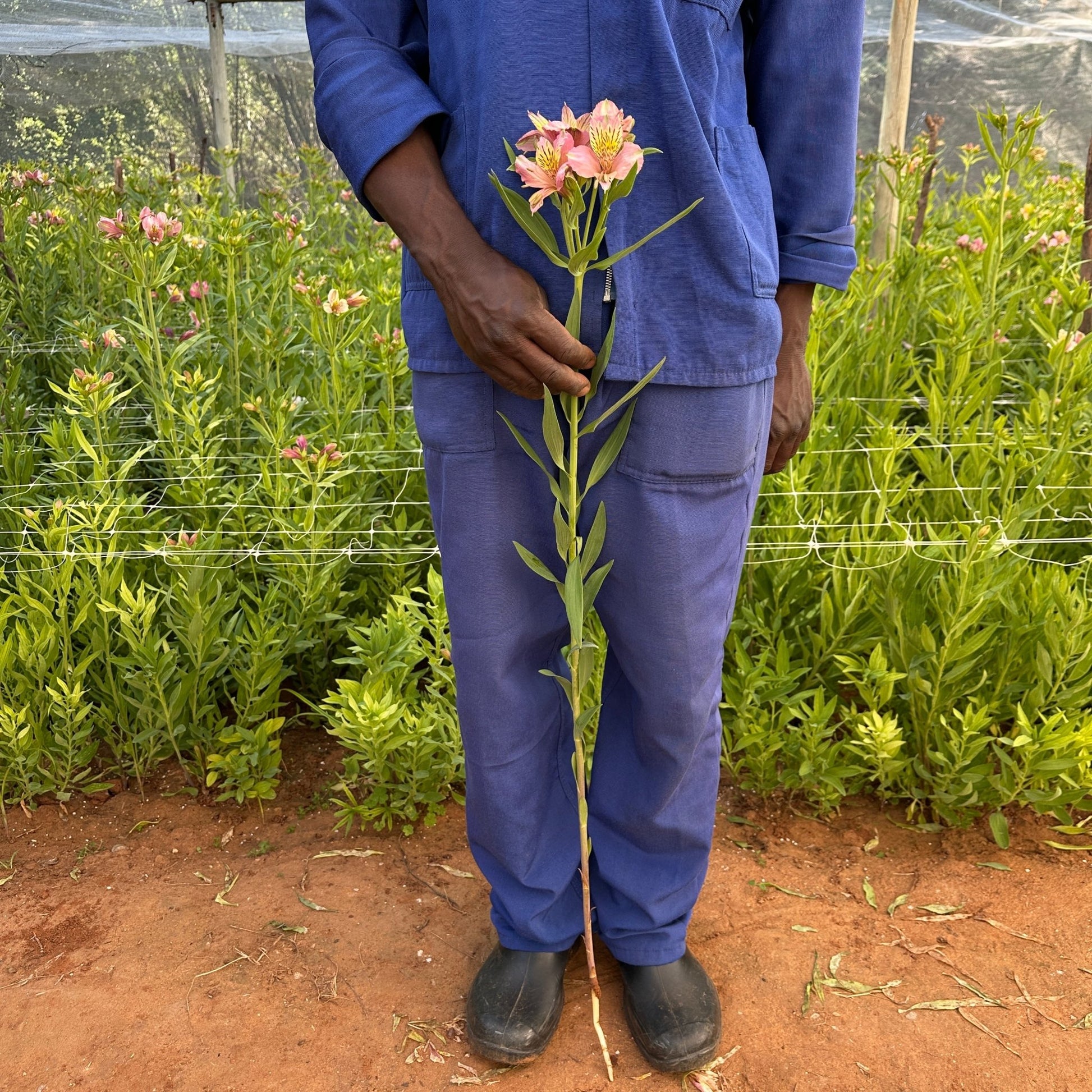 Miss Mauve Alstroemeria Plant (Inca Lily) - Love Dahlias - south - africa - flower - bulbs