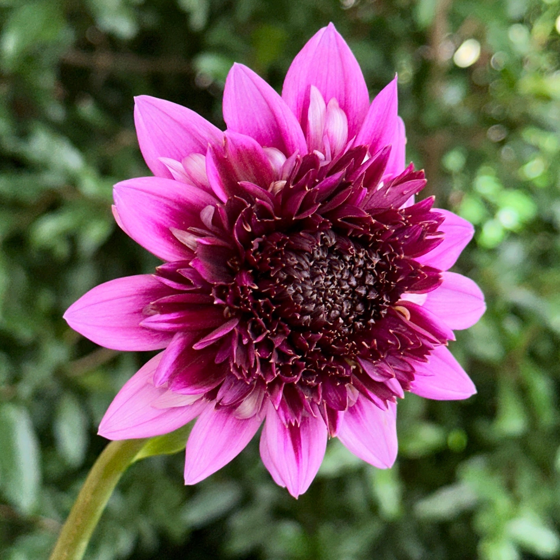 Misses Amy Dahlia Tuber - Love Dahlias - south - africa - flower - bulbs