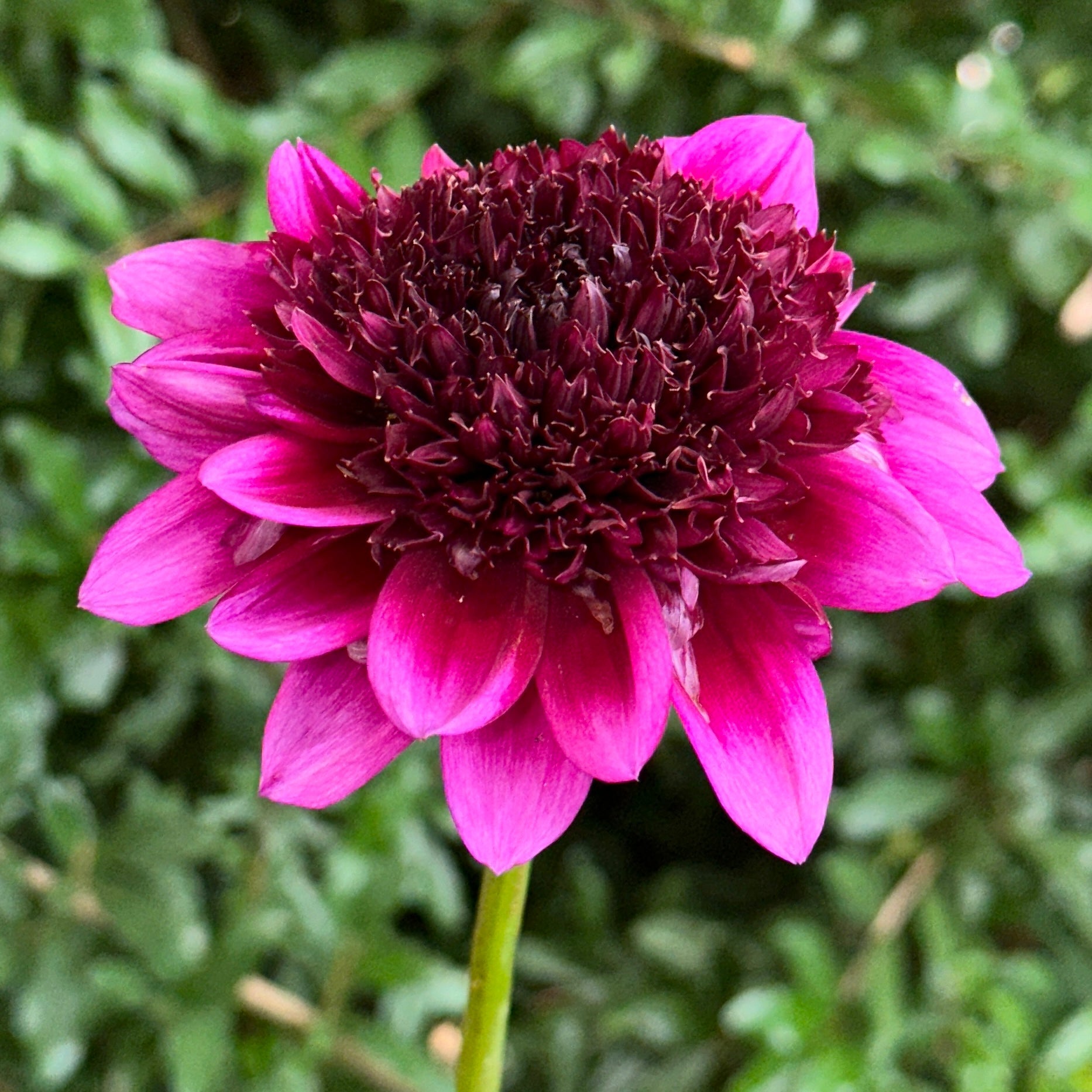 Misses Amy Dahlia Tuber - Love Dahlias - south - africa - flower - bulbs