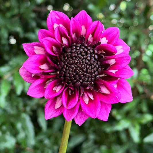 Misses Amy Dahlia Tuber - Love Dahlias - south - africa - flower - bulbs