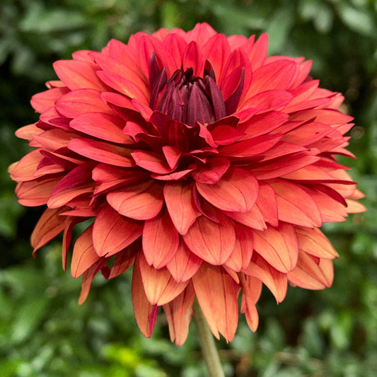 Misses Miley Dahlia Tuber - Love Dahlias - south - africa - flower - bulbs