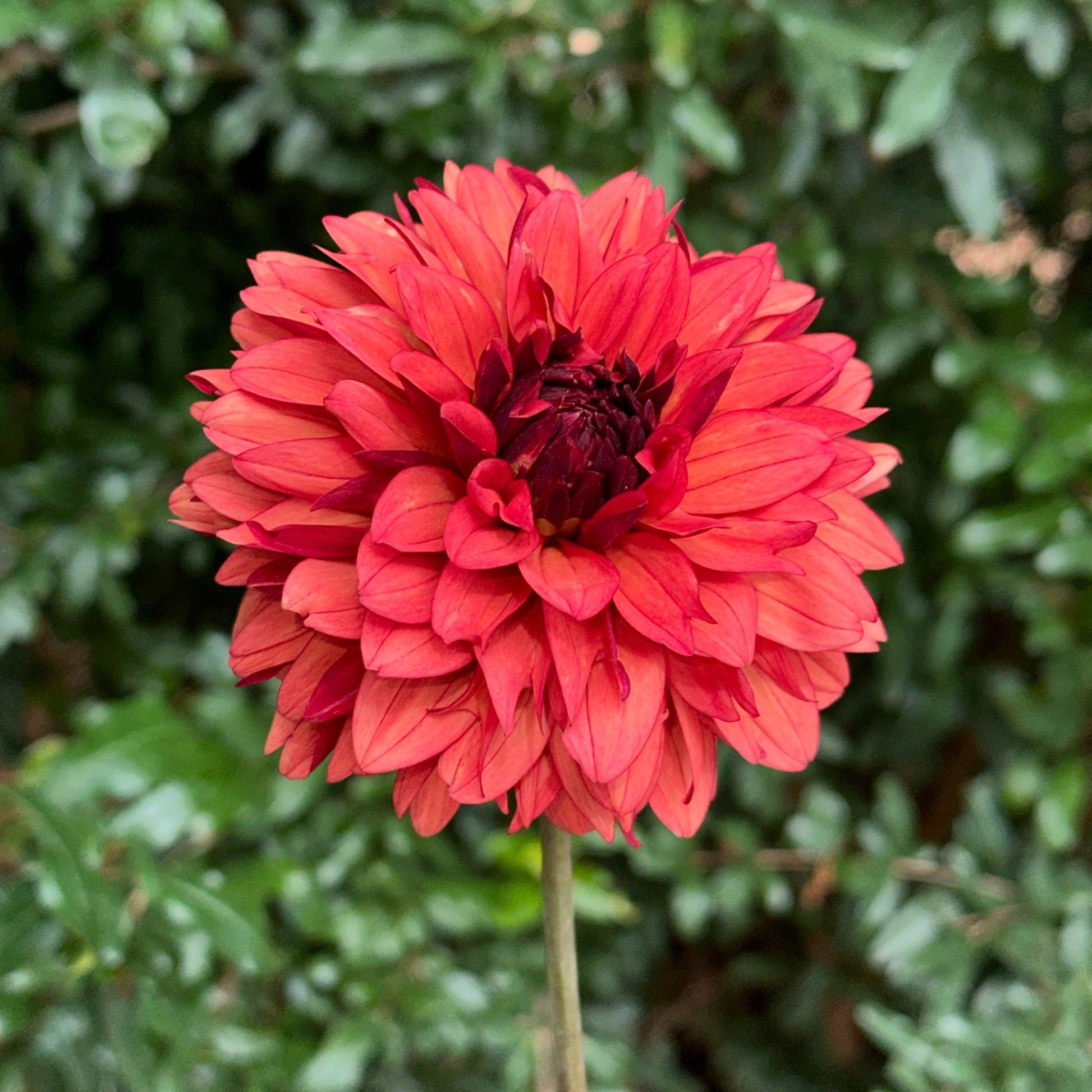 Misses Miley Dahlia Tuber - Love Dahlias - south - africa - flower - bulbs