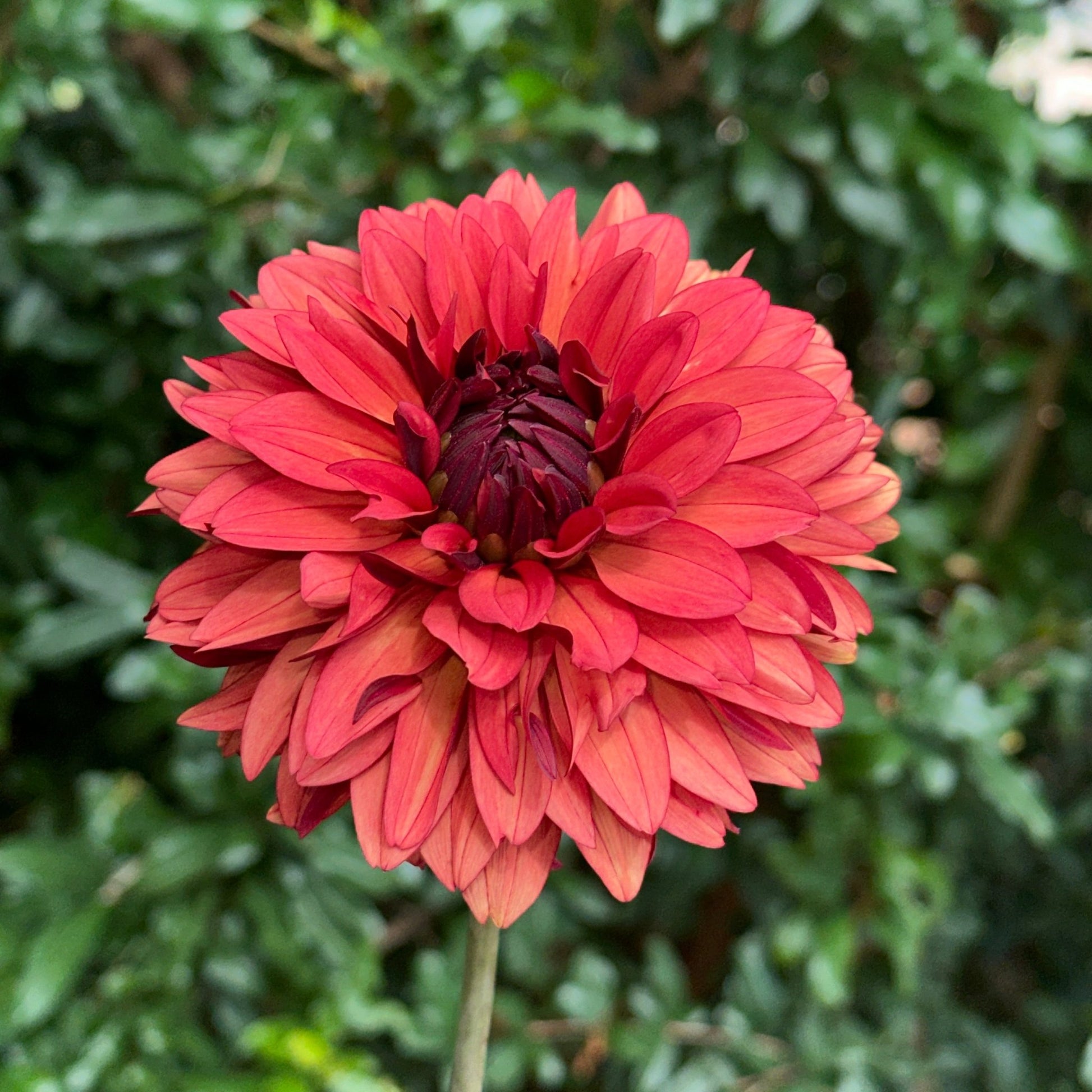 Misses Miley Dahlia Tuber - Love Dahlias - south - africa - flower - bulbs