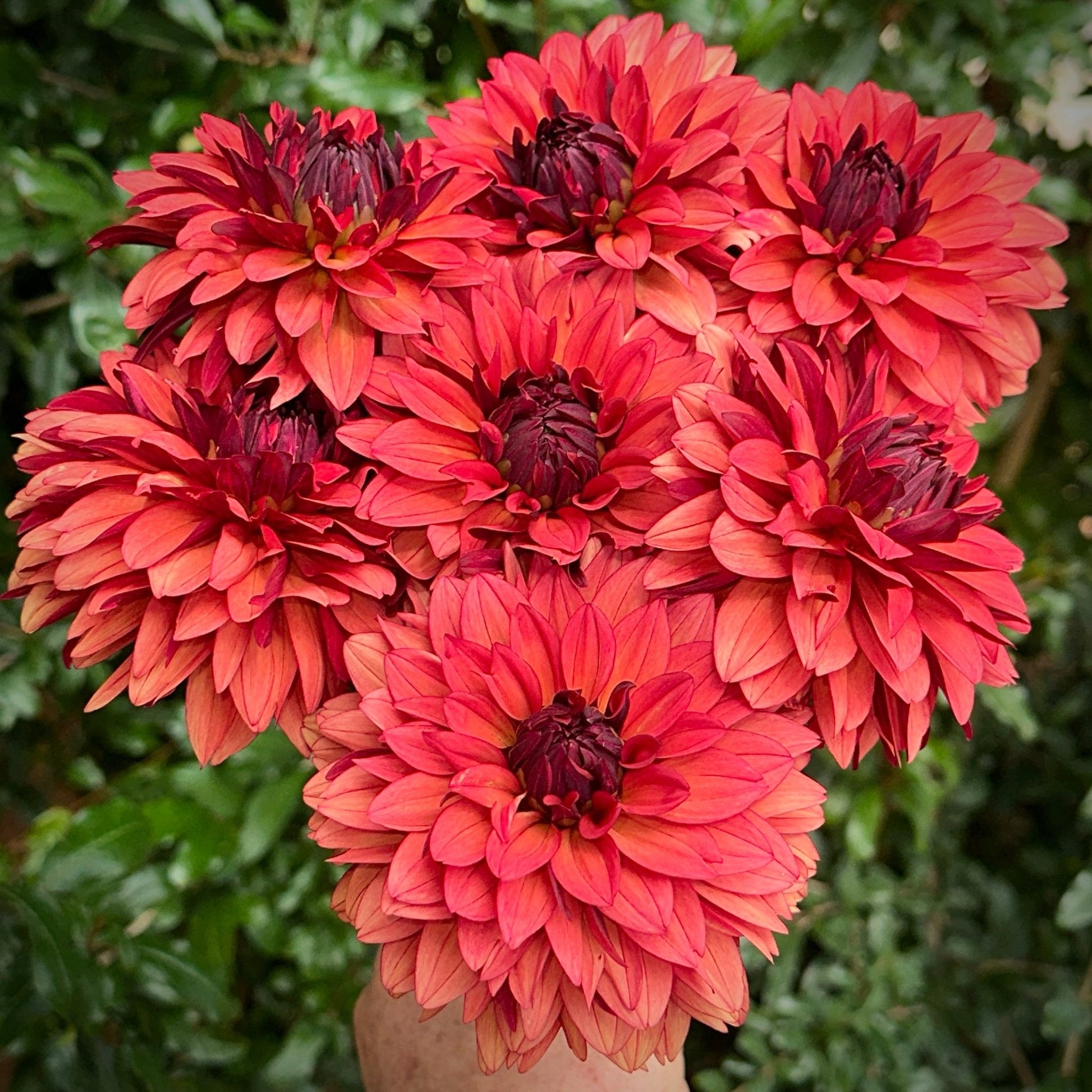 Misses Miley Dahlia Tuber - Love Dahlias - south - africa - flower - bulbs