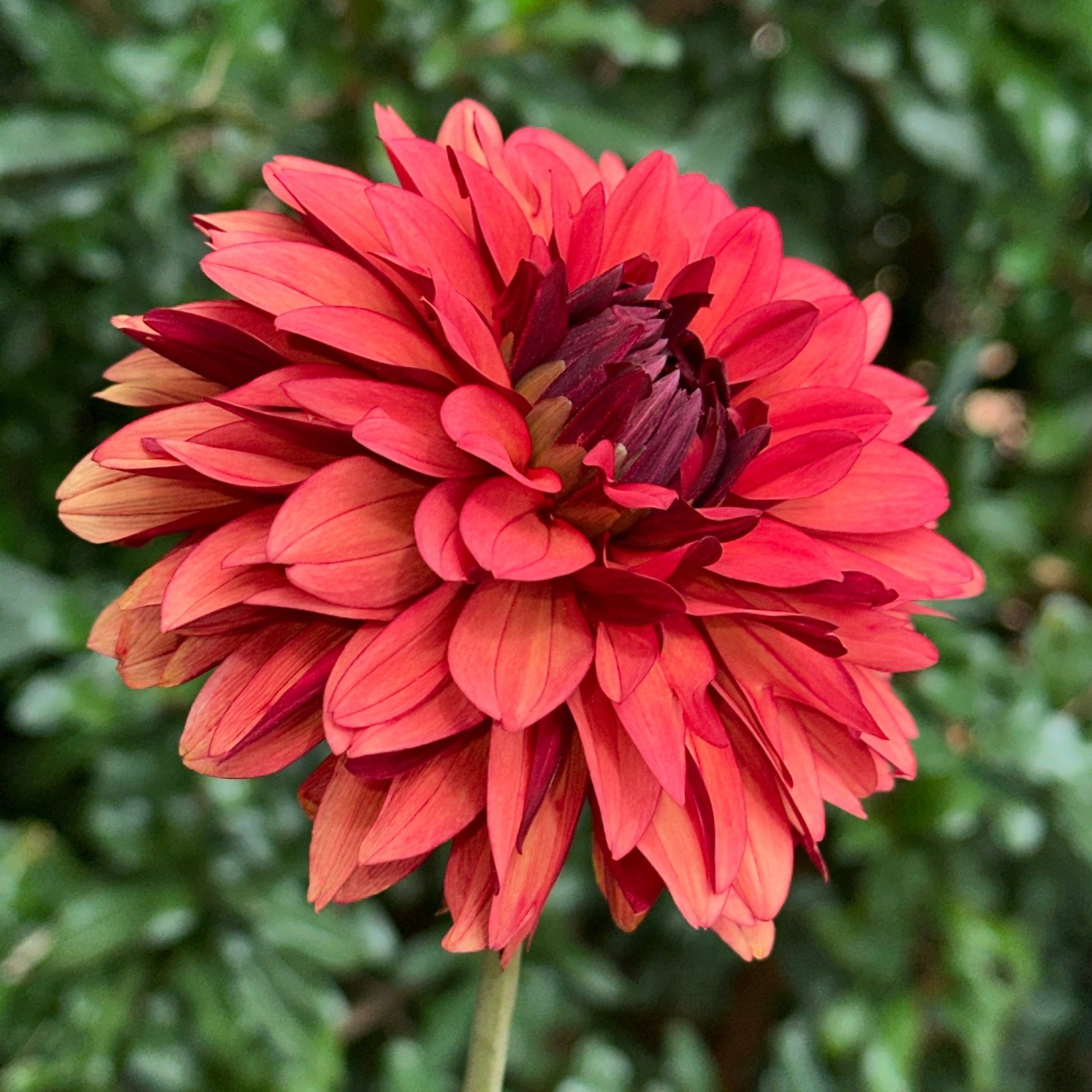 Misses Miley Dahlia Tuber - Love Dahlias - south - africa - flower - bulbs