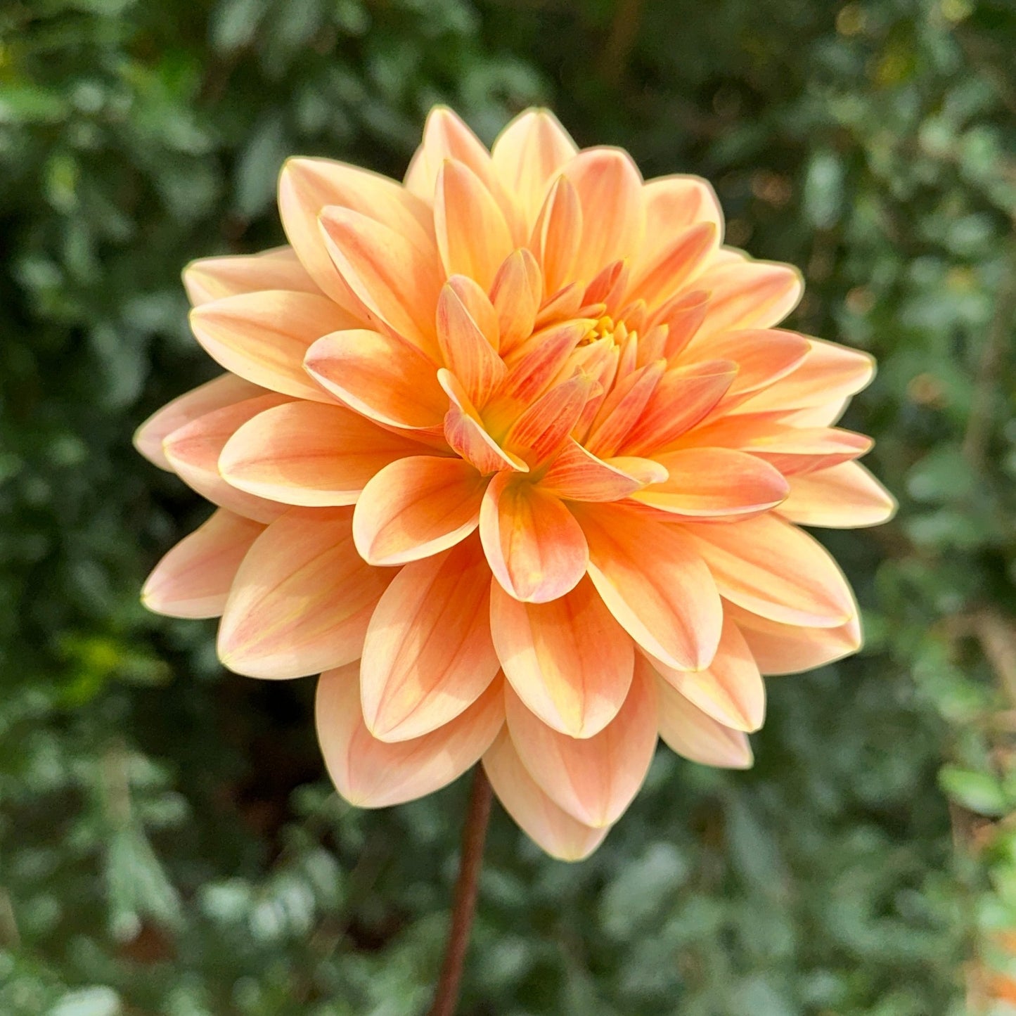 Mister Frans Dahlia Tuber - Love Dahlias - south - africa - flower - bulbs