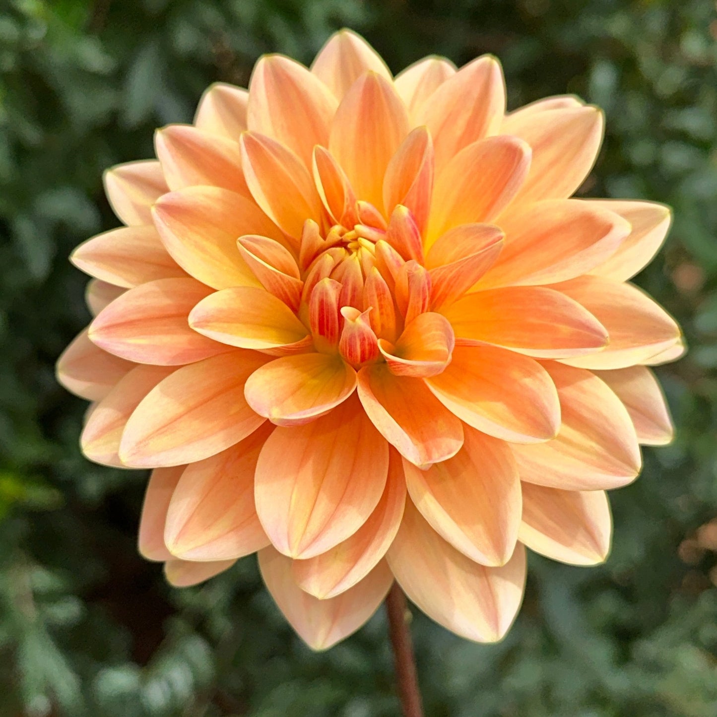 Mister Frans Dahlia Tuber - Love Dahlias - south - africa - flower - bulbs