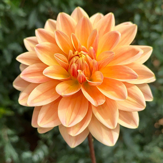 Mister Frans Dahlia Tuber - Love Dahlias - south - africa - flower - bulbs