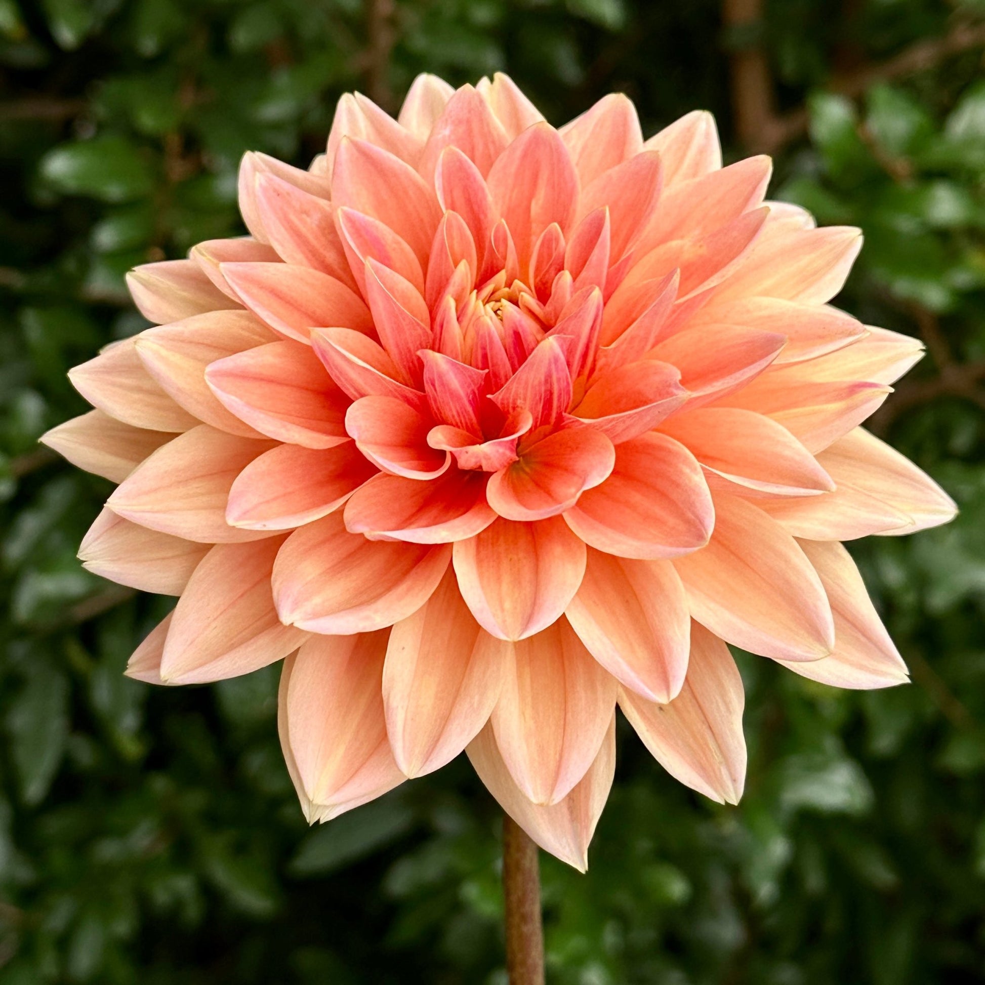 Mister Frans Dahlia Tuber - Love Dahlias - south - africa - flower - bulbs