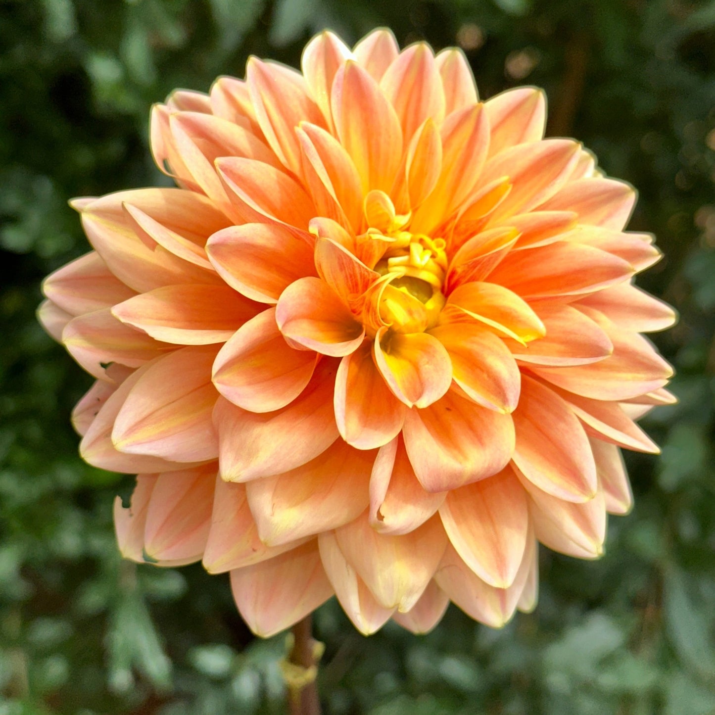 Mister Frans Dahlia Tuber - Love Dahlias - south - africa - flower - bulbs