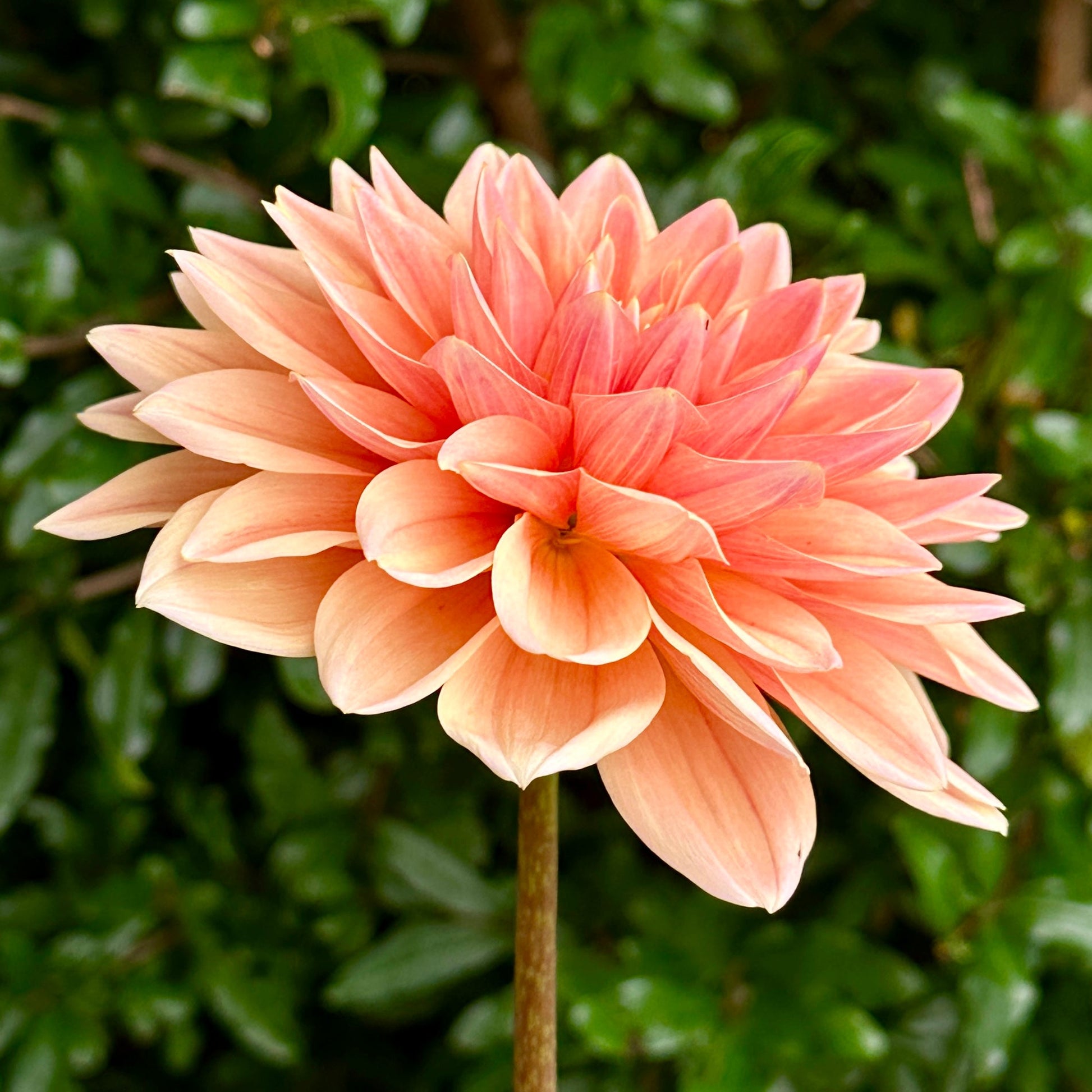 Mister Frans Dahlia Tuber - Love Dahlias - south - africa - flower - bulbs