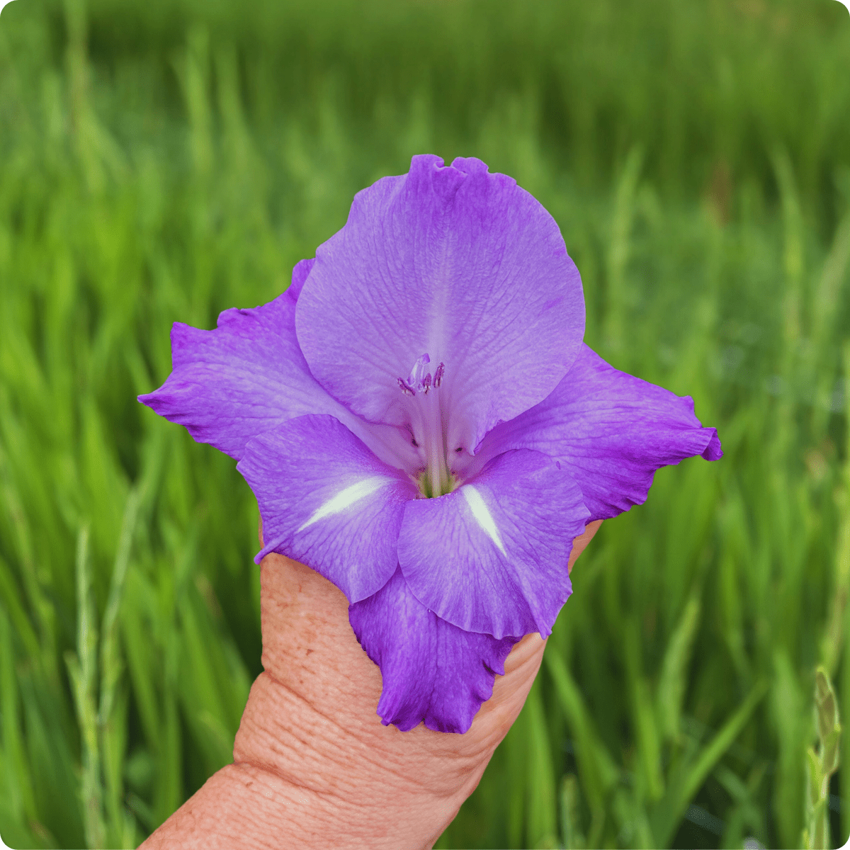 Mojito Gladiolus Corms (Pack of 10) Sword Lily - Love Dahlias - south - africa - flower - bulbs