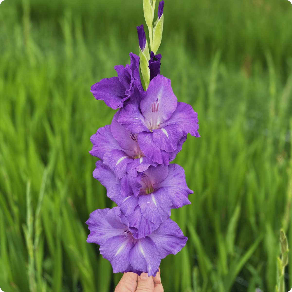 Mojito Gladiolus Corms (Pack of 10) Sword Lily - Love Dahlias - south - africa - flower - bulbs