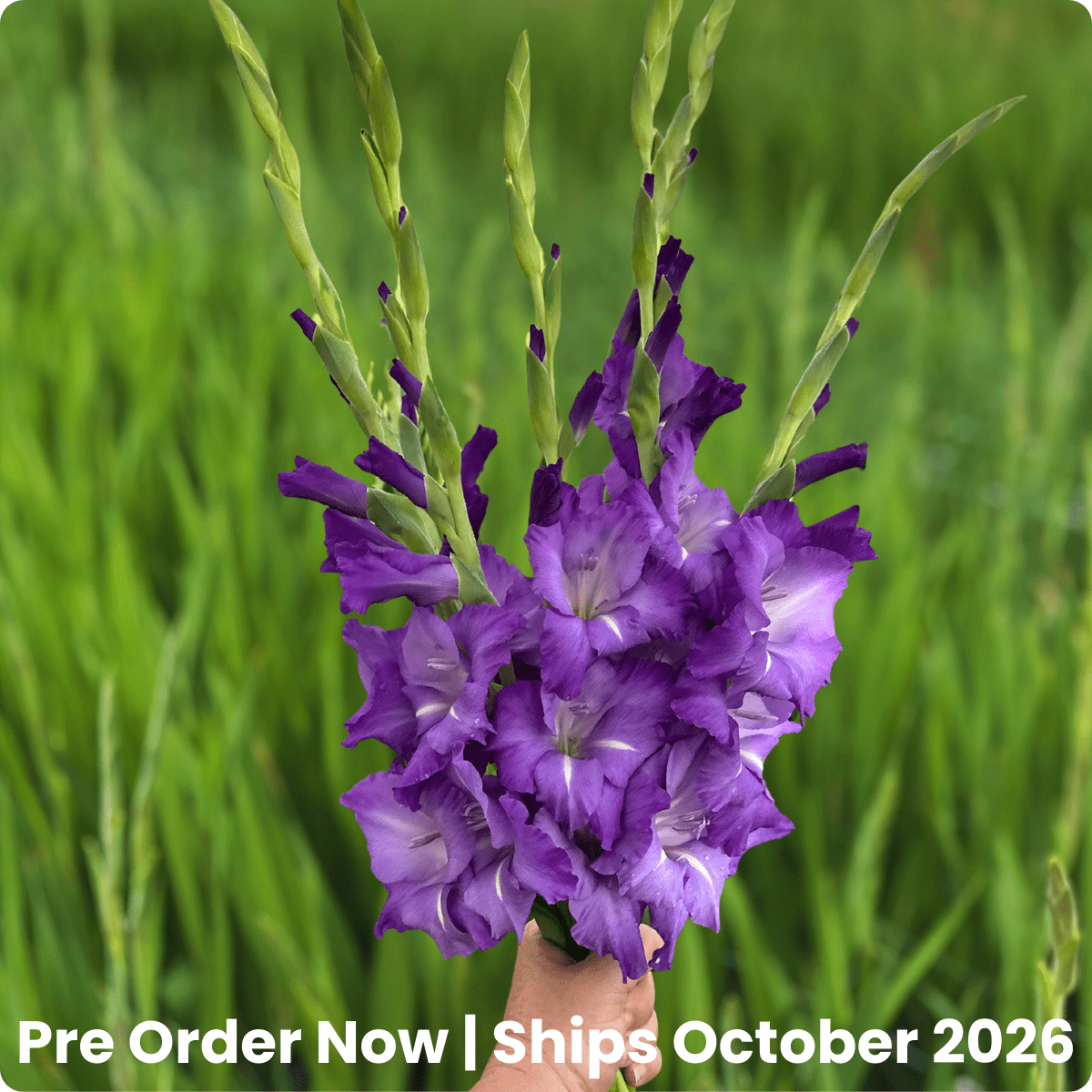 Mojito Gladiolus Corms (Pack of 10) Sword Lily - Love Dahlias - south - africa - flower - bulbs