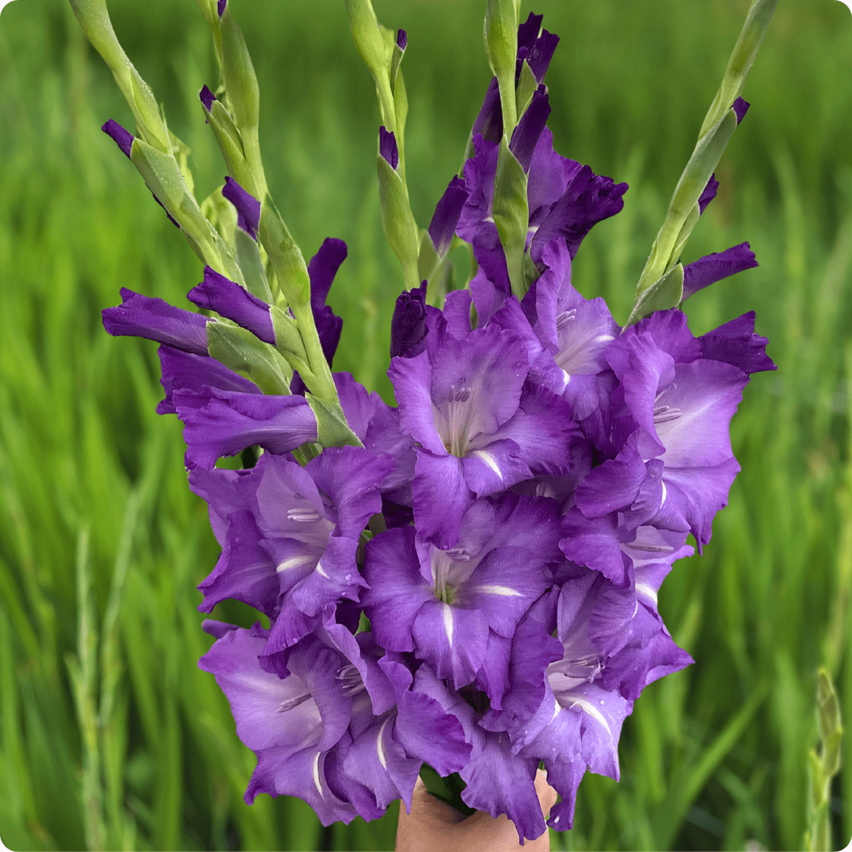 Mojito Gladiolus (Pack of 10) Sword Lily - Love Dahlias - south - africa - flower - bulbs