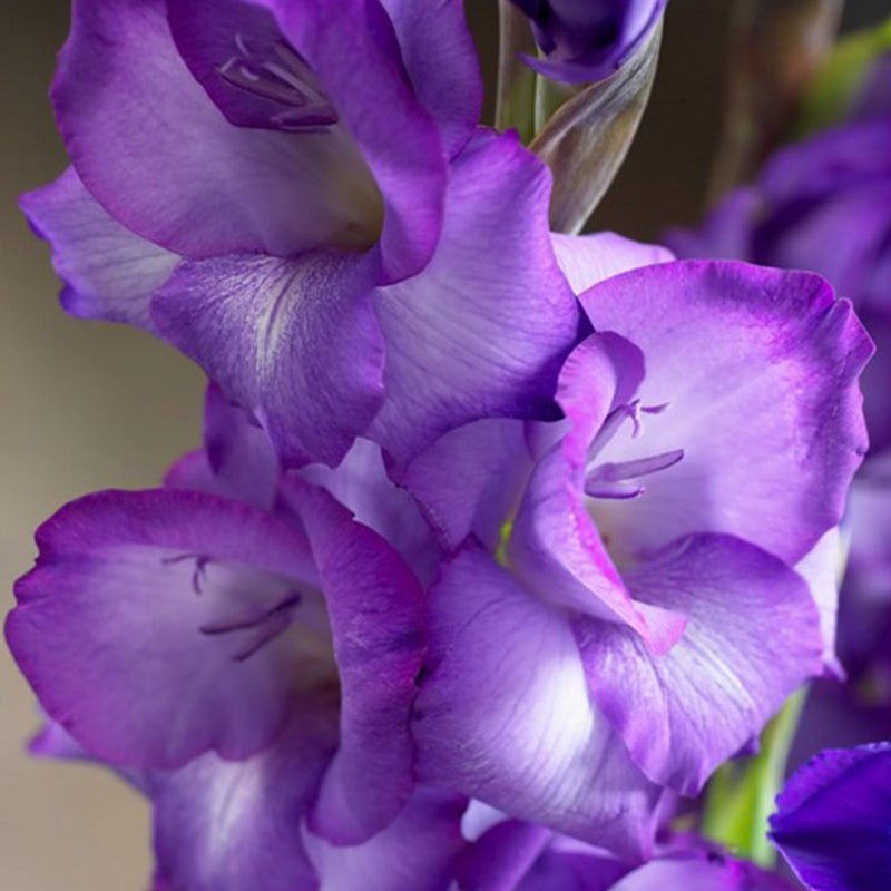 Mojito Gladiolus (Pack of 12) Sword Lily - Love Dahlias - south - africa - flower - bulbs