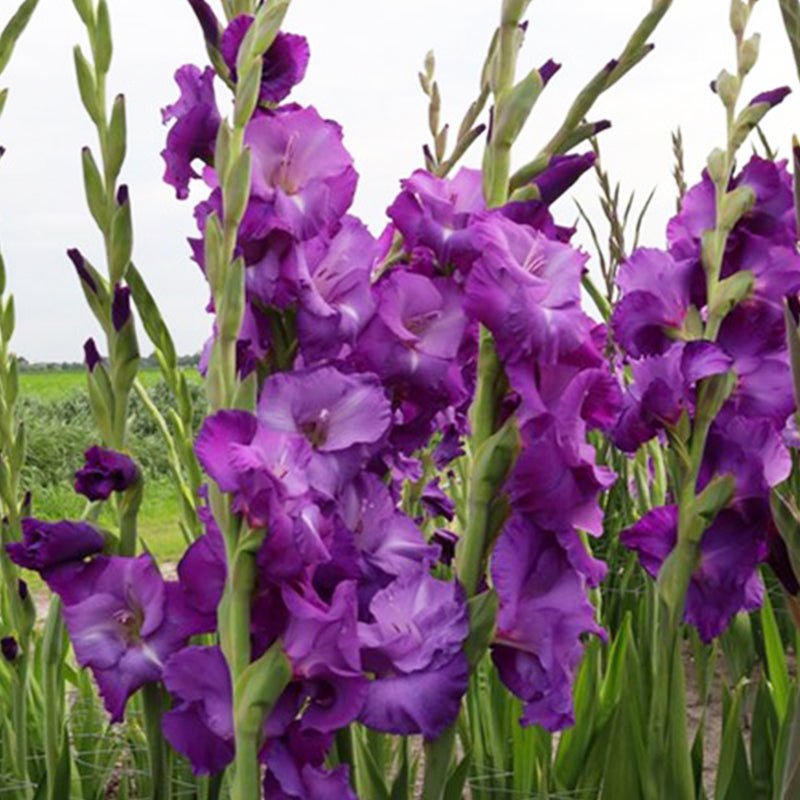 Mojito Gladiolus (Pack of 12) Sword Lily - Love Dahlias - south - africa - flower - bulbs