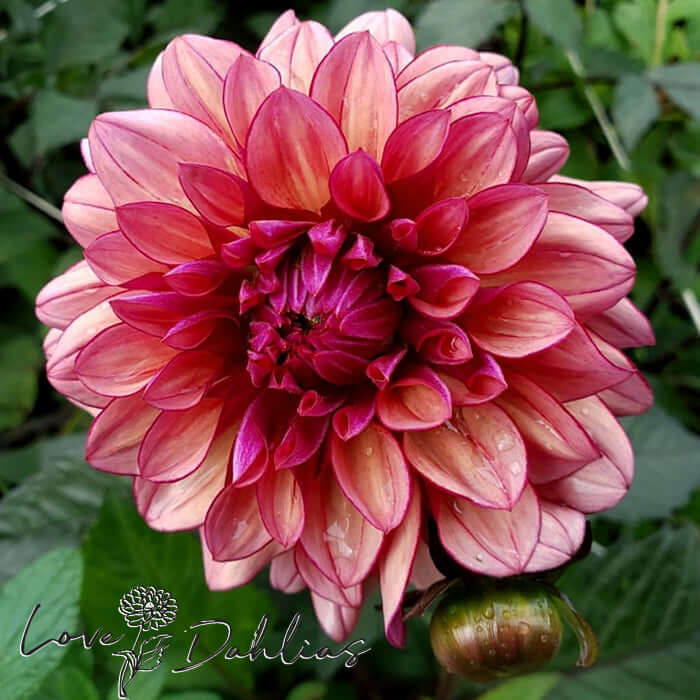 Molly Raven Dahlia Tuber - Love Dahlias - south - africa - flower - bulbs